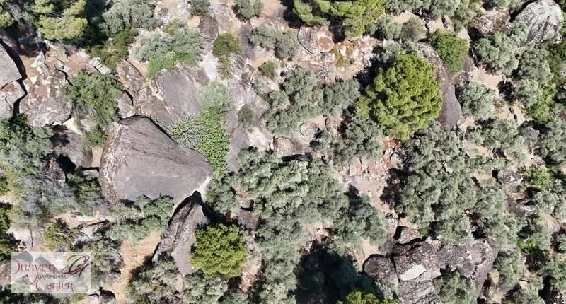 Söke Balcılar Mevkinde,47-5"dönüm Zeytinlik Acil Satılık. - Görsel 5