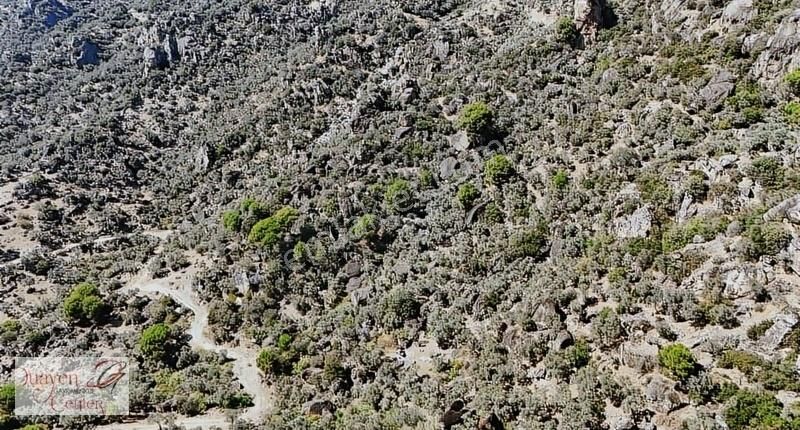 Söke Balcılar Mevkinde,47-5"dönüm Zeytinlik Acil Satılık. - Görsel 8