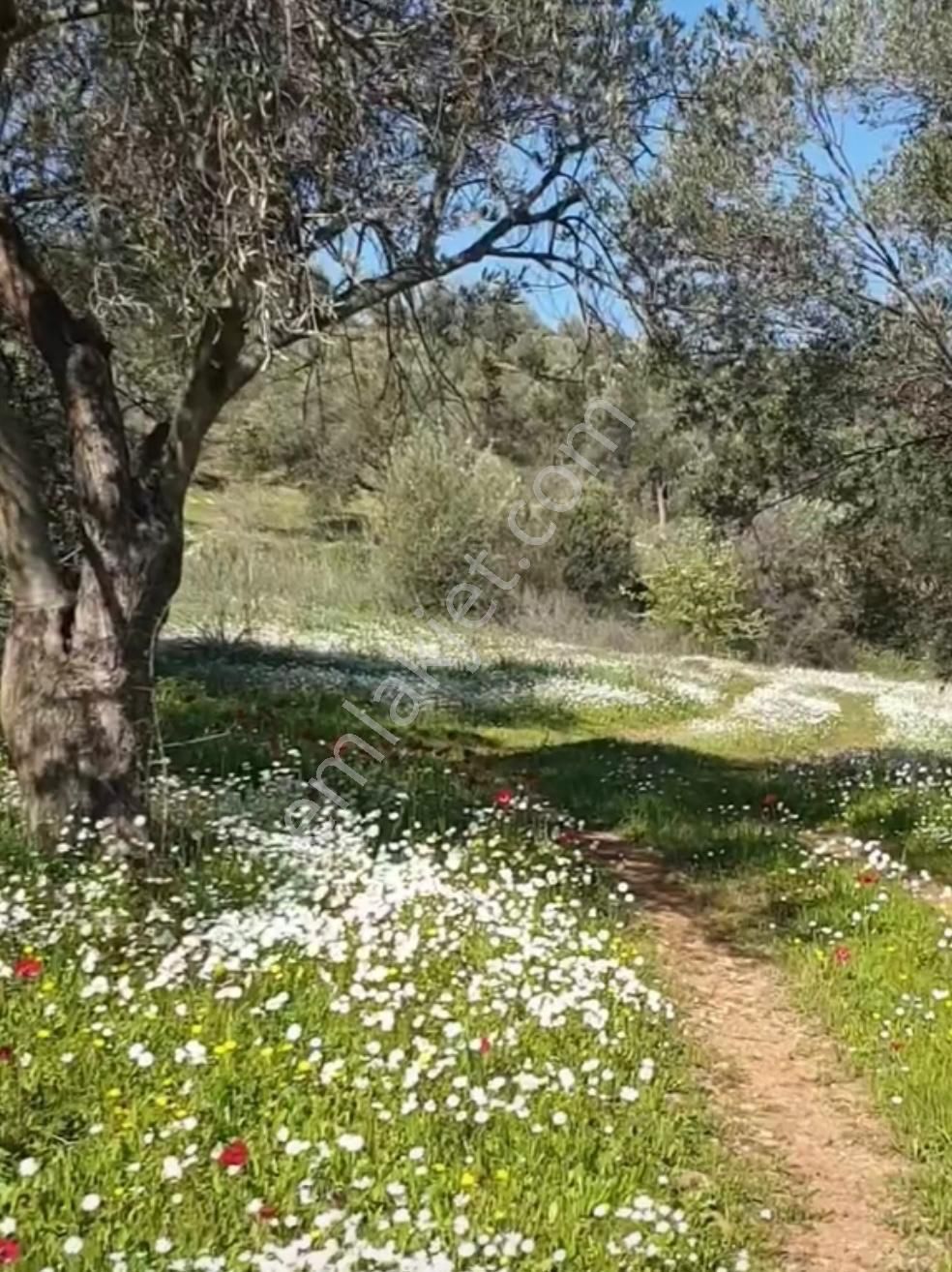 Çanakkale Asfaltına Yakın, Yatırımlık Zeytinlik - Görsel 2