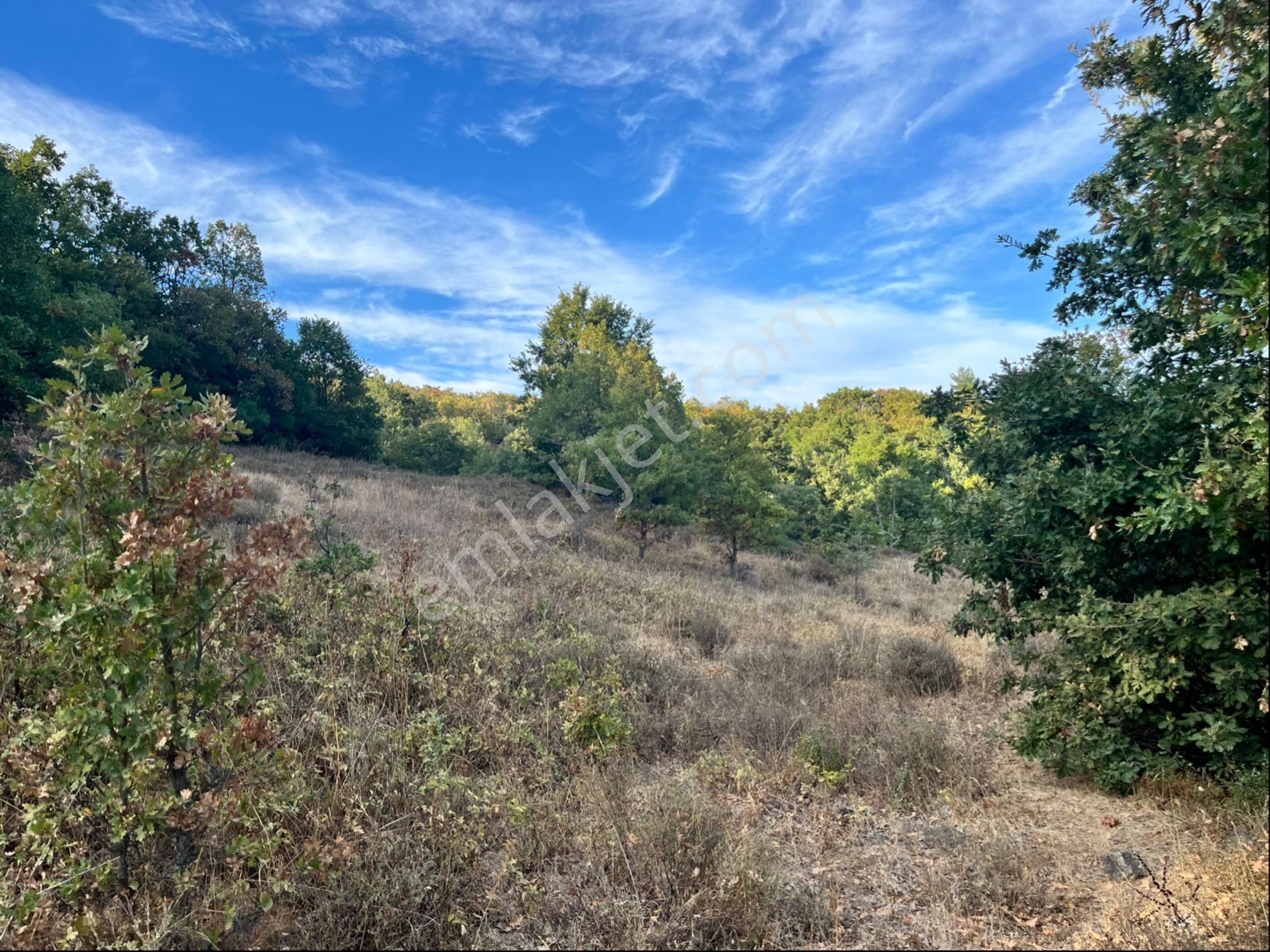 Kadastro Yolu Var Arac İle Girilebilir Tarla - Görsel 7