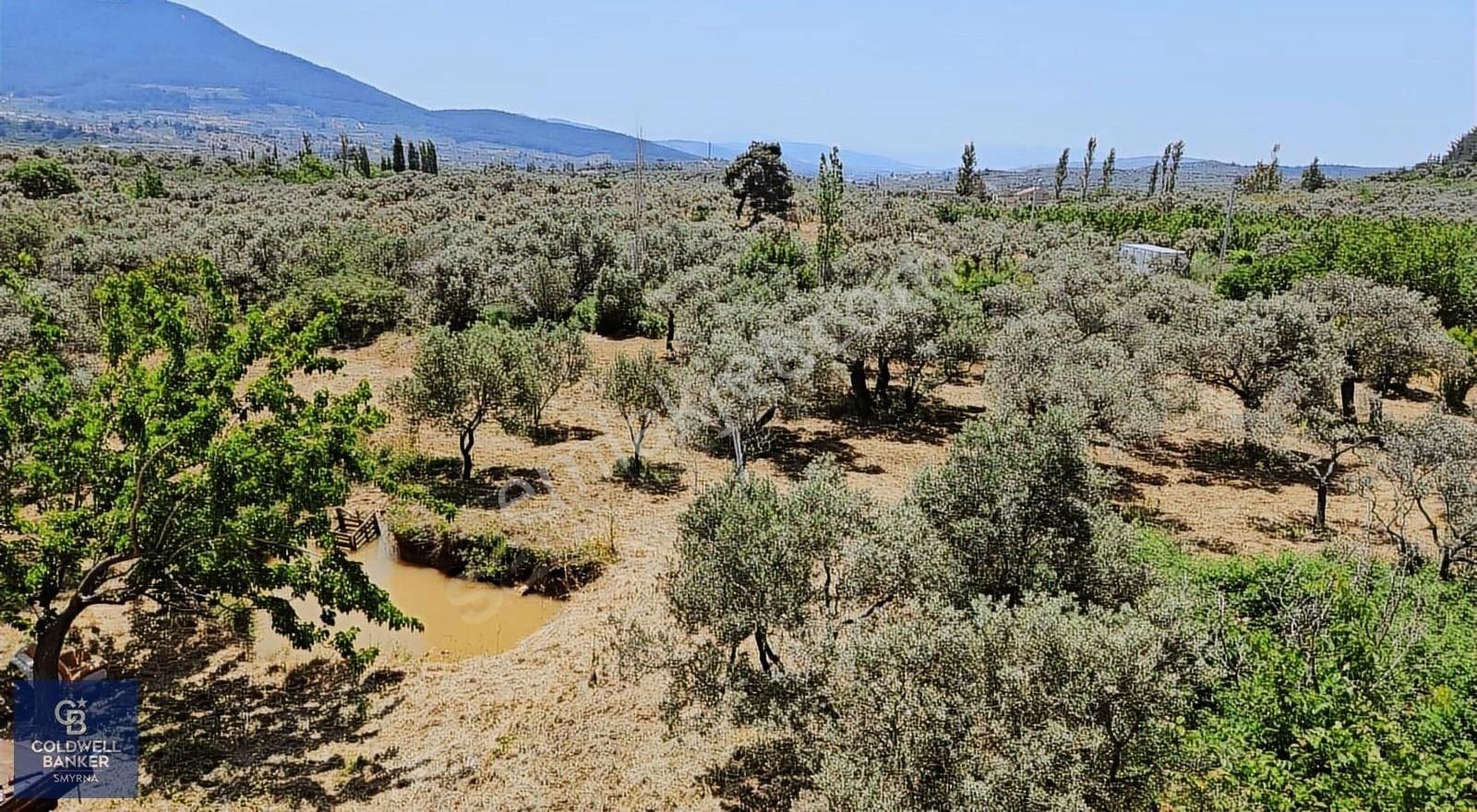 Kemalpaşa Vişneli Satılık Çiftlik - Görsel 31