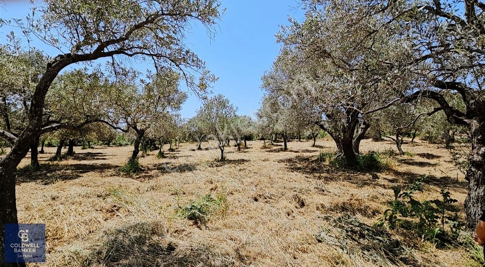 Kemalpaşa Vişneli Satılık Çiftlik - Görsel 12