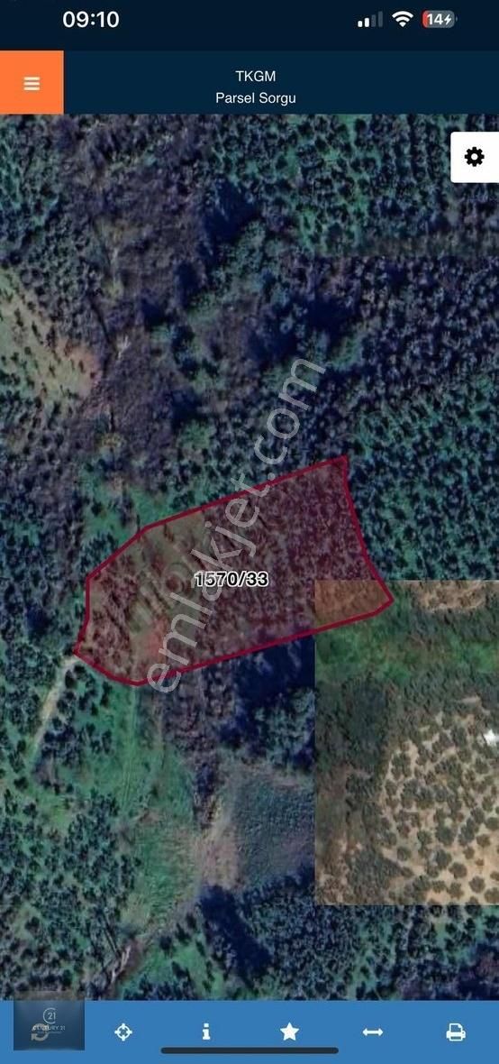 Gemlik Umurbey'de 5.373 M2 Yatırımlık Verimli Zeytinlik - Görsel 4
