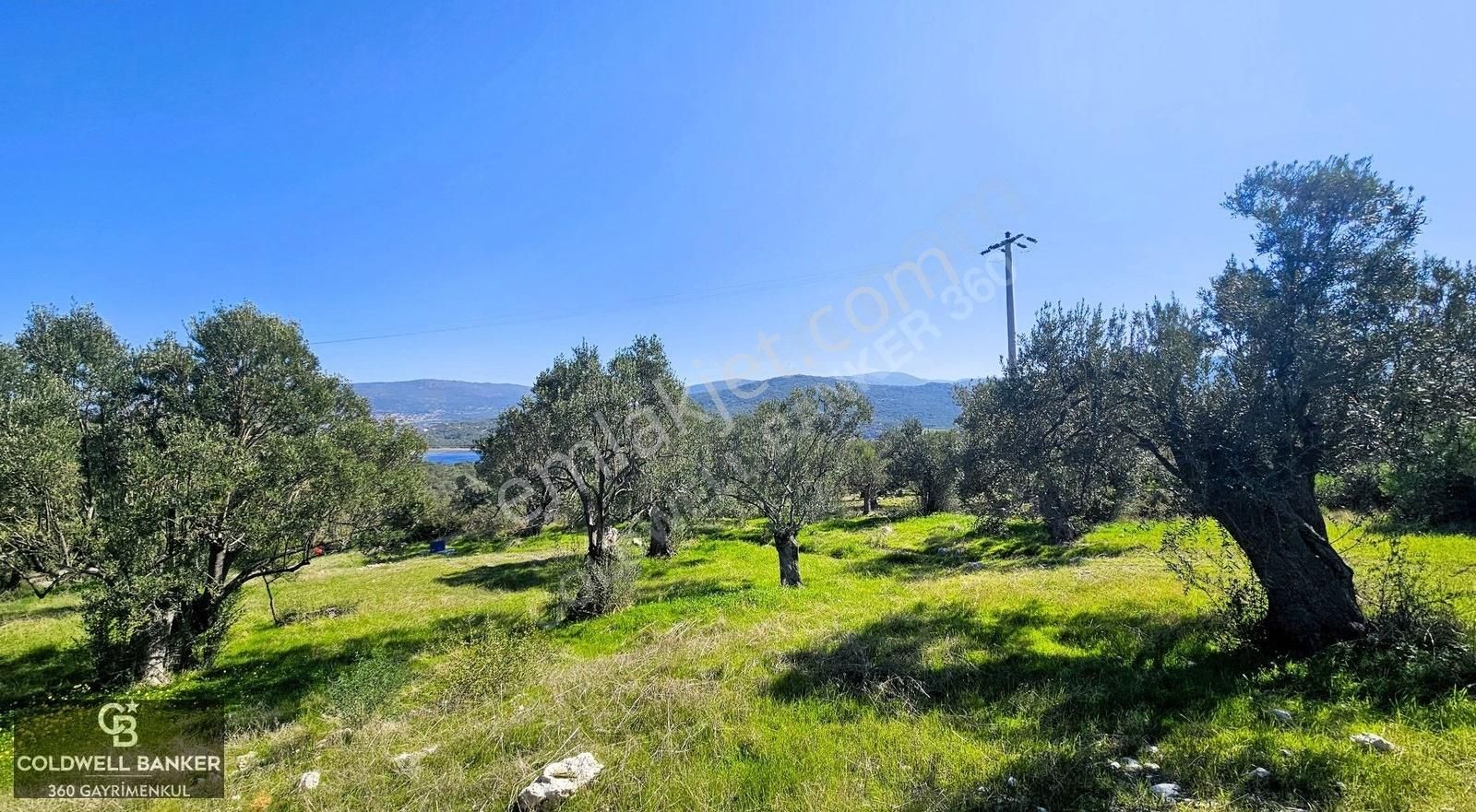İzmir Bademli Yarım Ada İçinde Deniz Manzaralı Satılık Zeytinlik - Görsel 5