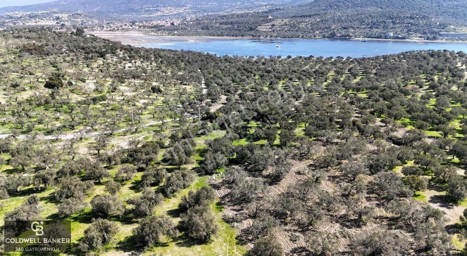 İzmir Bademli Yarım Ada İçinde Deniz Manzaralı Satılık Zeytinlik - Görsel 17