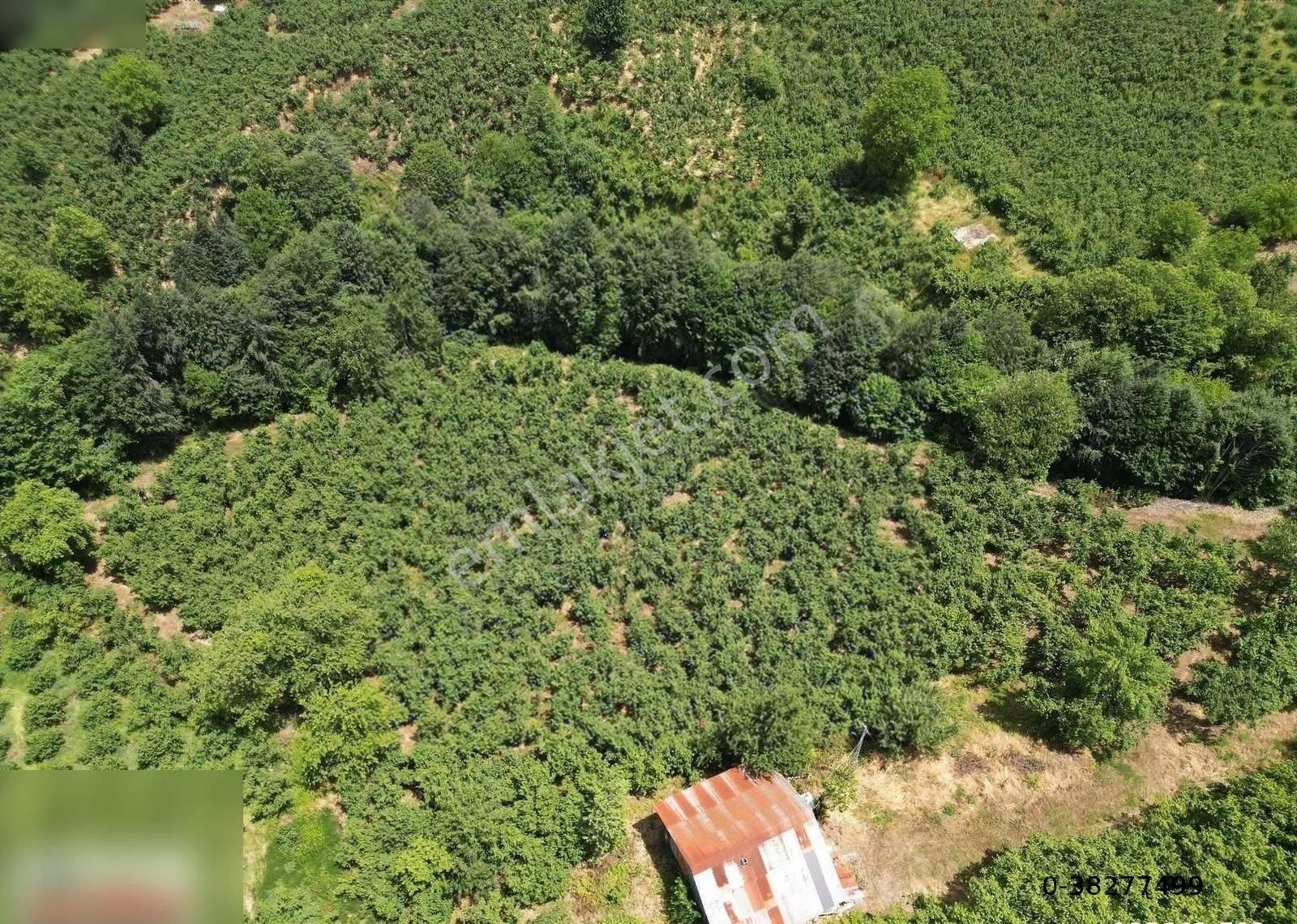 Atakum Eriklide 7612 M2 Tarla Ve İçerisinde Ev - Görsel 5