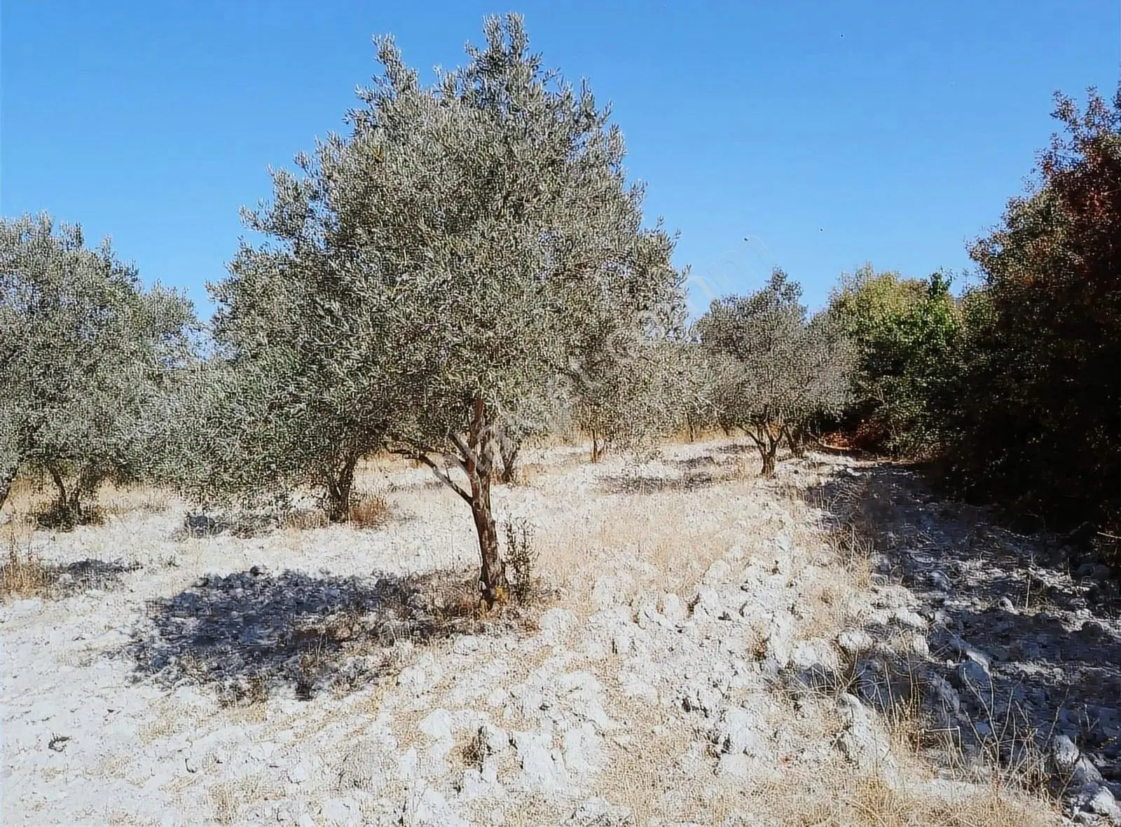 Kadastro Yola Cephe Müstakil Tapulu Zeytinlik - Görsel 2