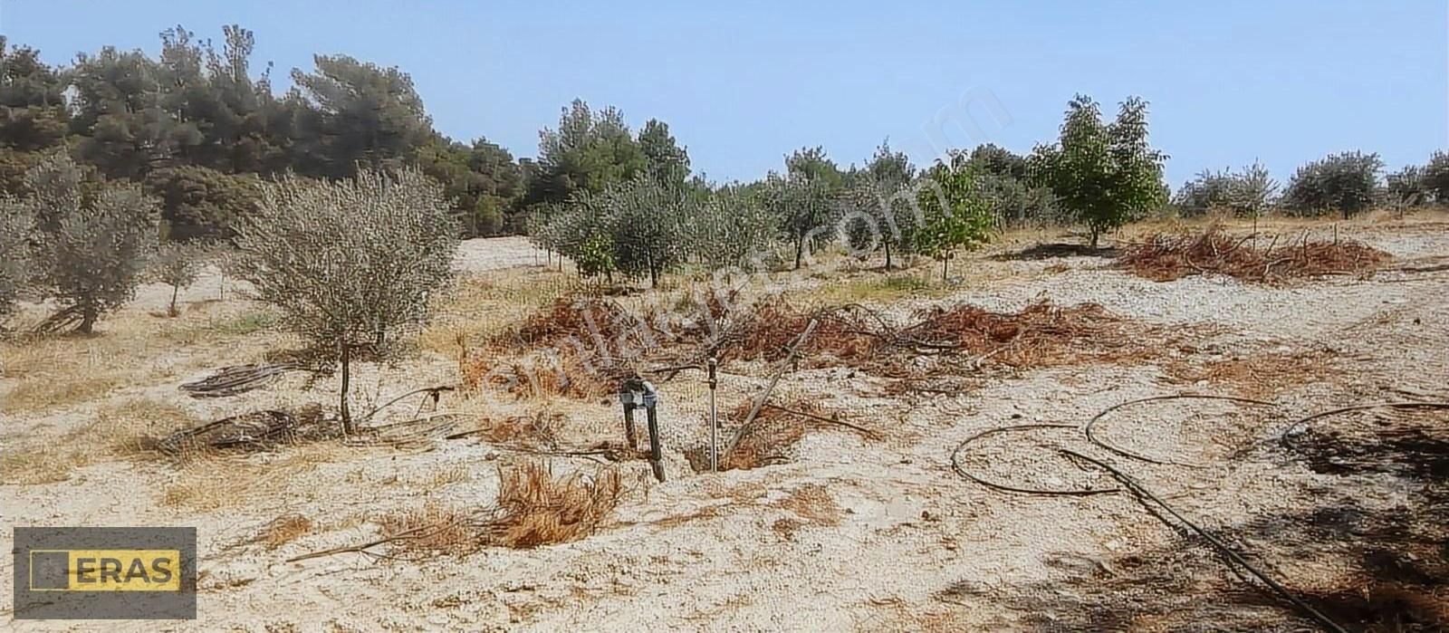Denizli Sarayköyde Satılık Zeytinlik - Görsel 10
