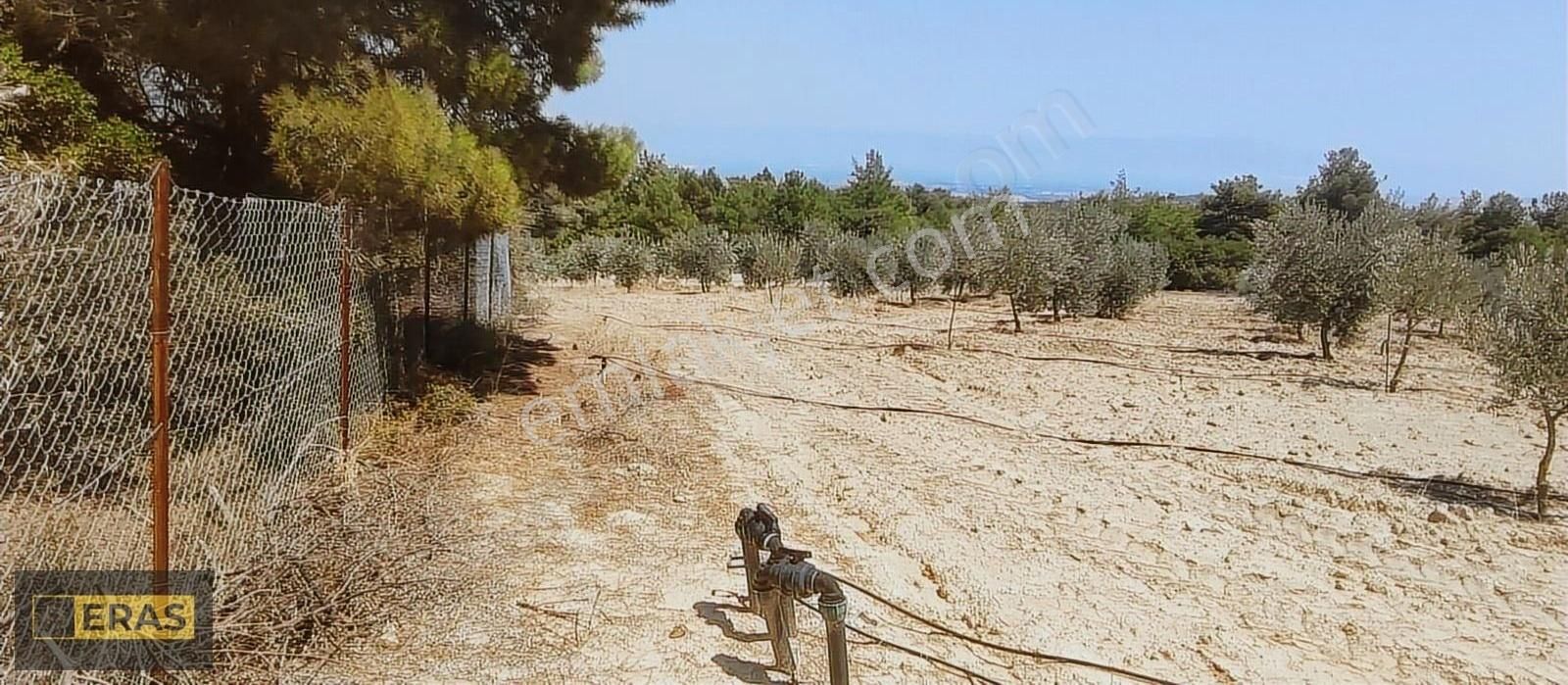Denizli Sarayköyde Satılık Zeytinlik - Görsel 4