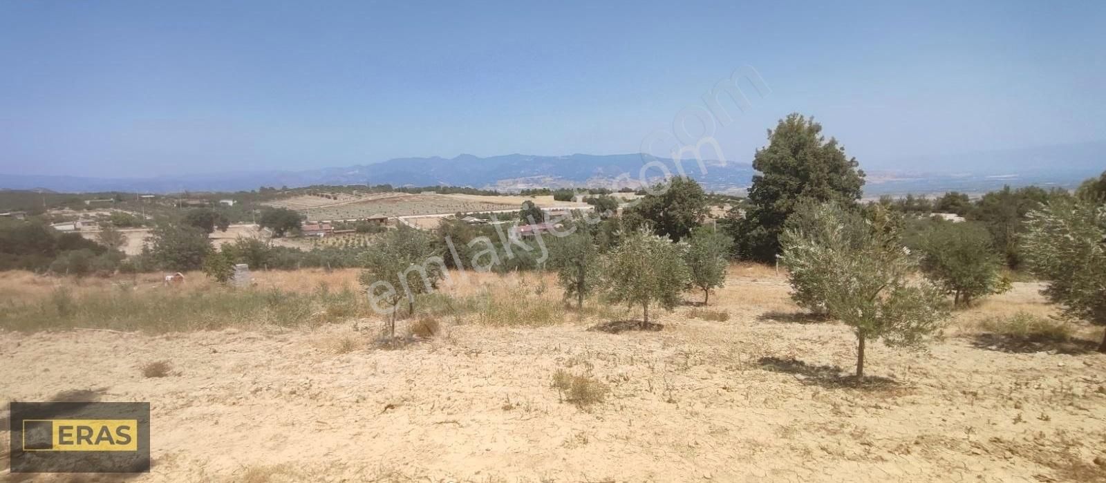 Denizli Sarayköyde Satılık Zeytinlik - Görsel 8