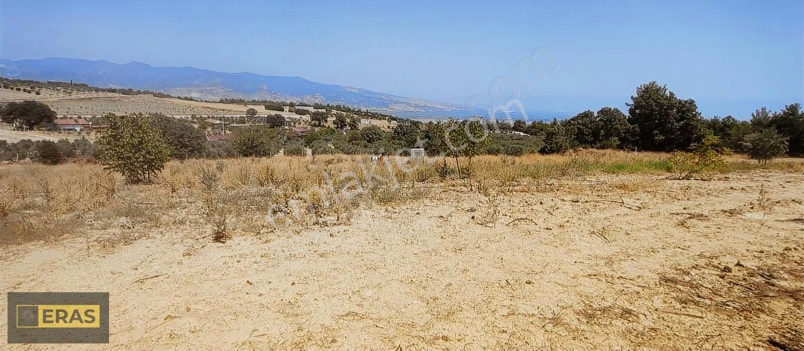 Denizli Sarayköyde Satılık Zeytinlik - Görsel 12