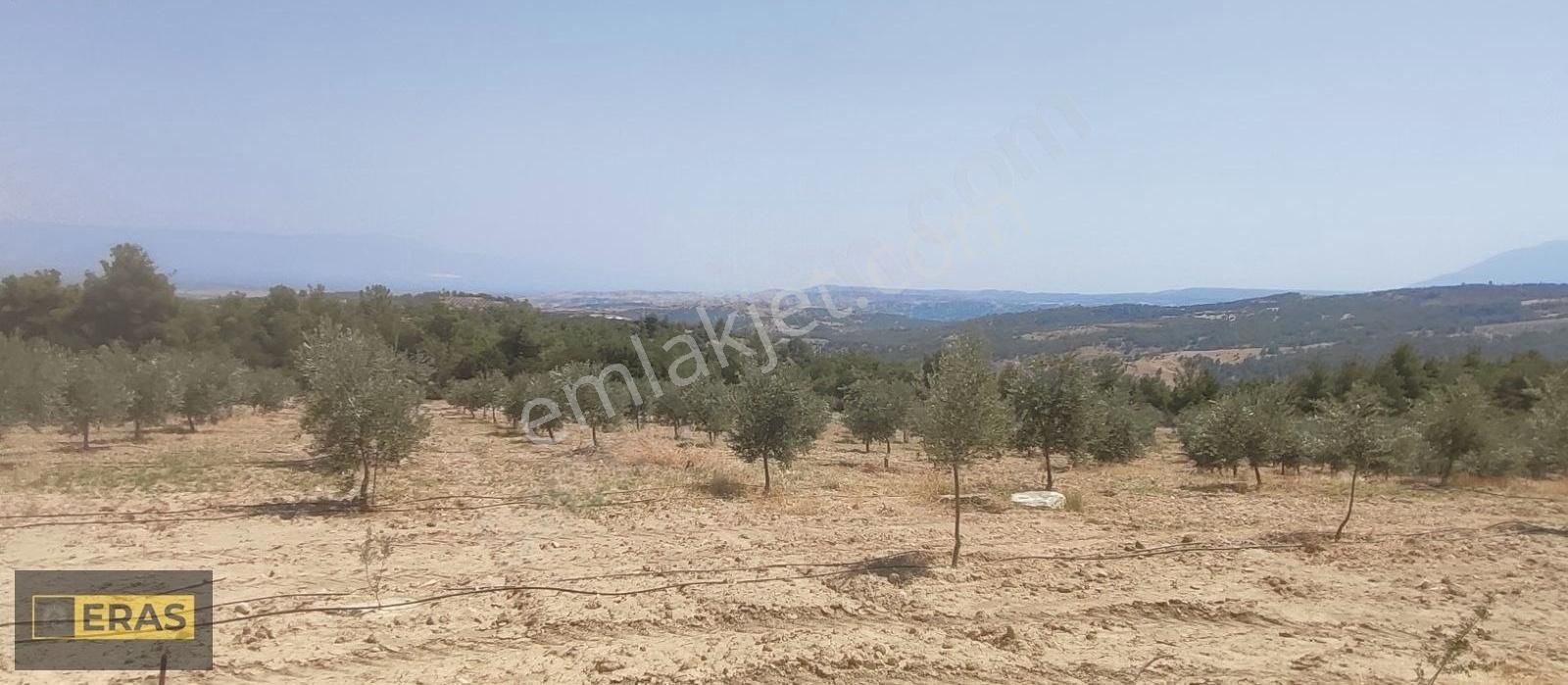 Denizli Sarayköyde Satılık Zeytinlik - Görsel 9
