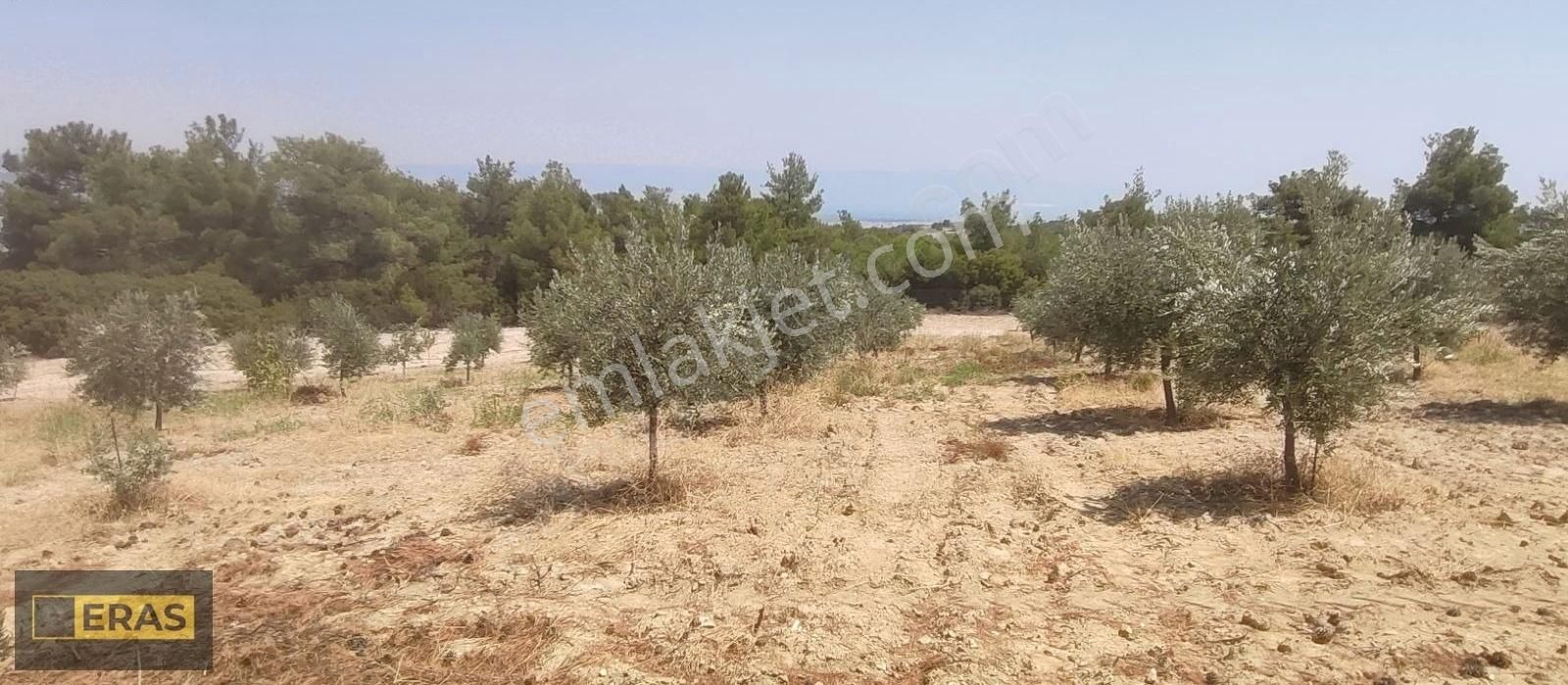 Denizli Sarayköyde Satılık Zeytinlik - Görsel 7