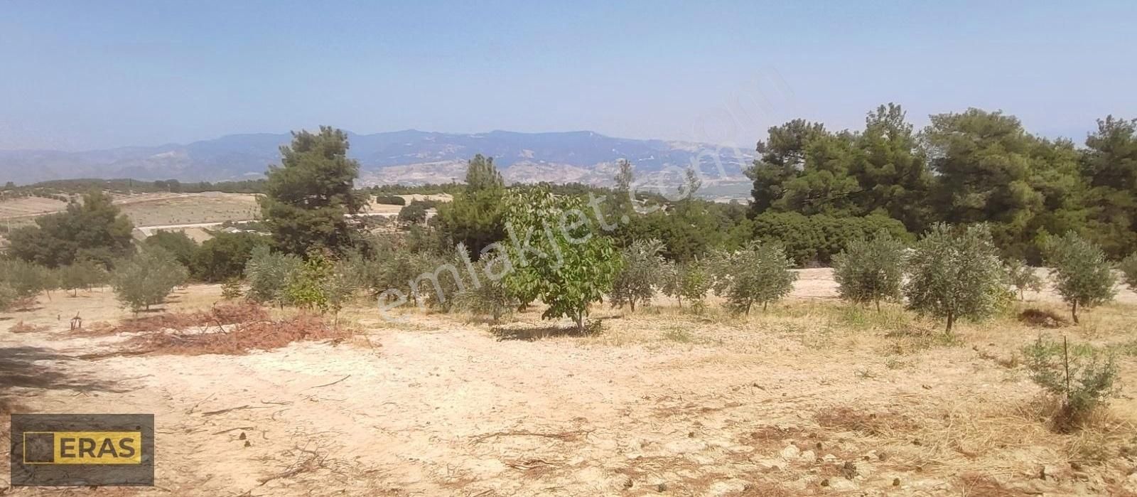 Denizli Sarayköyde Satılık Zeytinlik - Görsel 6