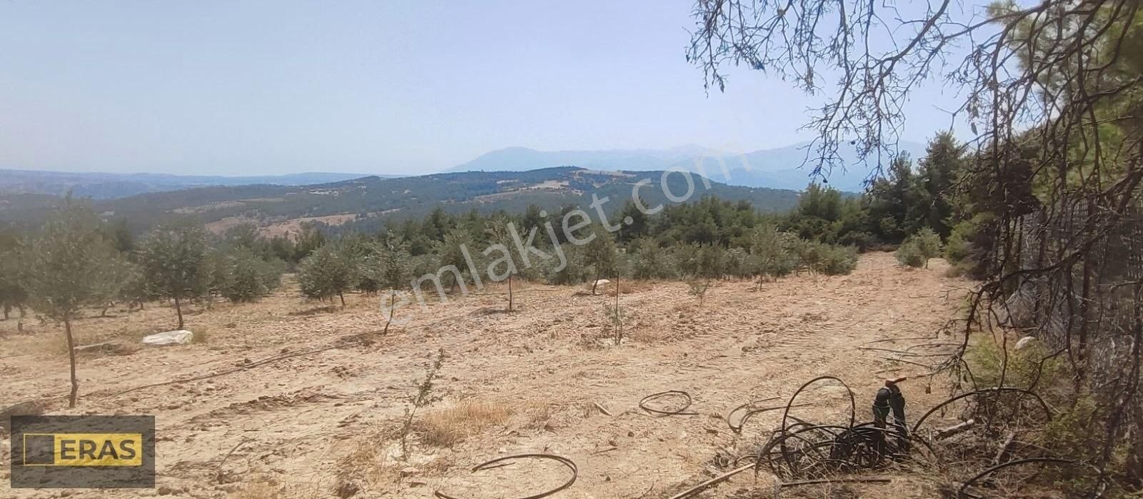 Denizli Sarayköyde Satılık Zeytinlik - Görsel 13