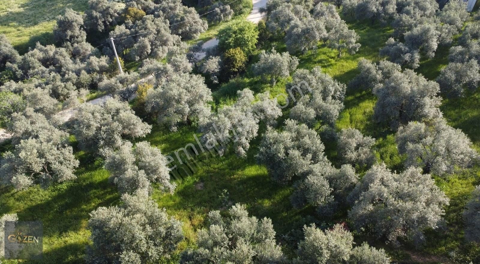 Gözen Emlaktan 7500 M2 Müstakil Ev - Görsel 6