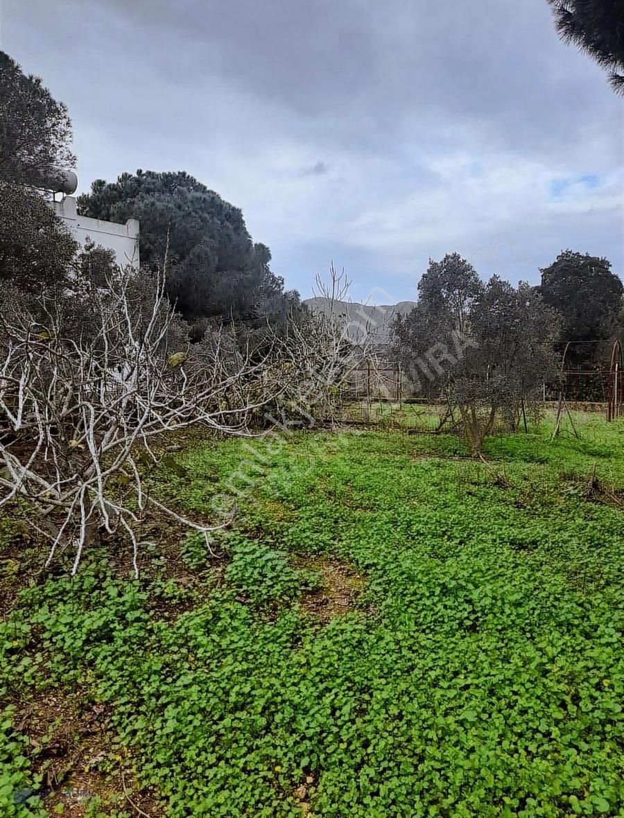 Bodrum Dereköy'de Muhteşem Doğa İçerisinde Çiftlik - Görsel 11