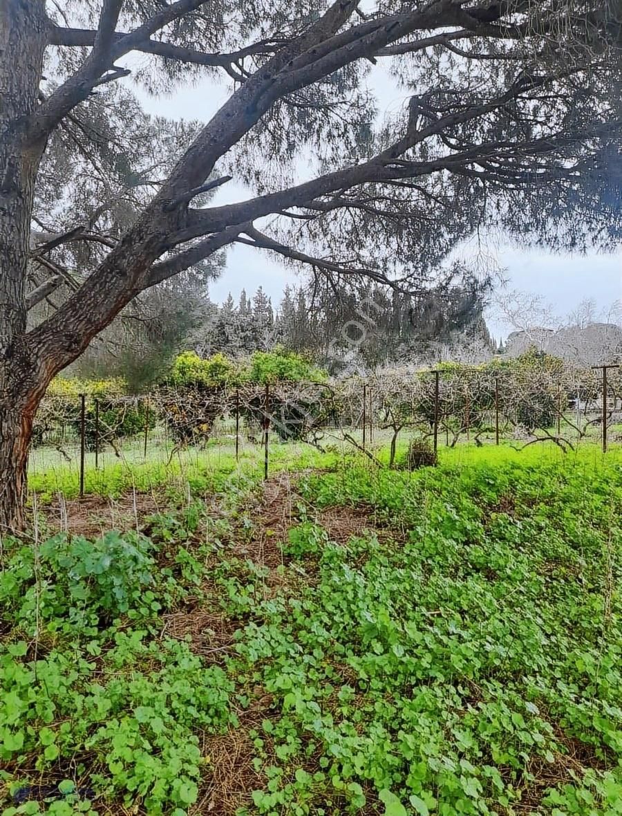 Bodrum Dereköy'de Muhteşem Doğa İçerisinde Çiftlik - Görsel 14