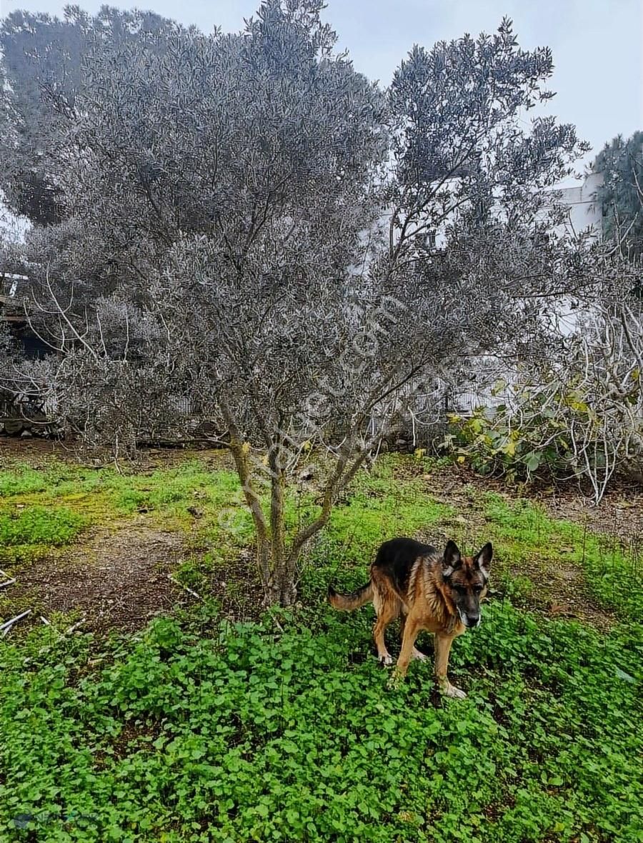 Bodrum Dereköy'de Muhteşem Doğa İçerisinde Çiftlik - Görsel 12