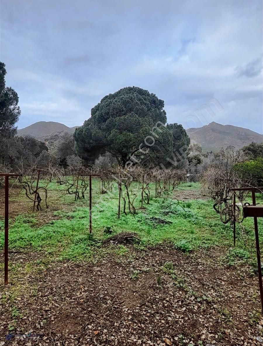 Bodrum Dereköy'de Muhteşem Doğa İçerisinde Çiftlik - Görsel 13