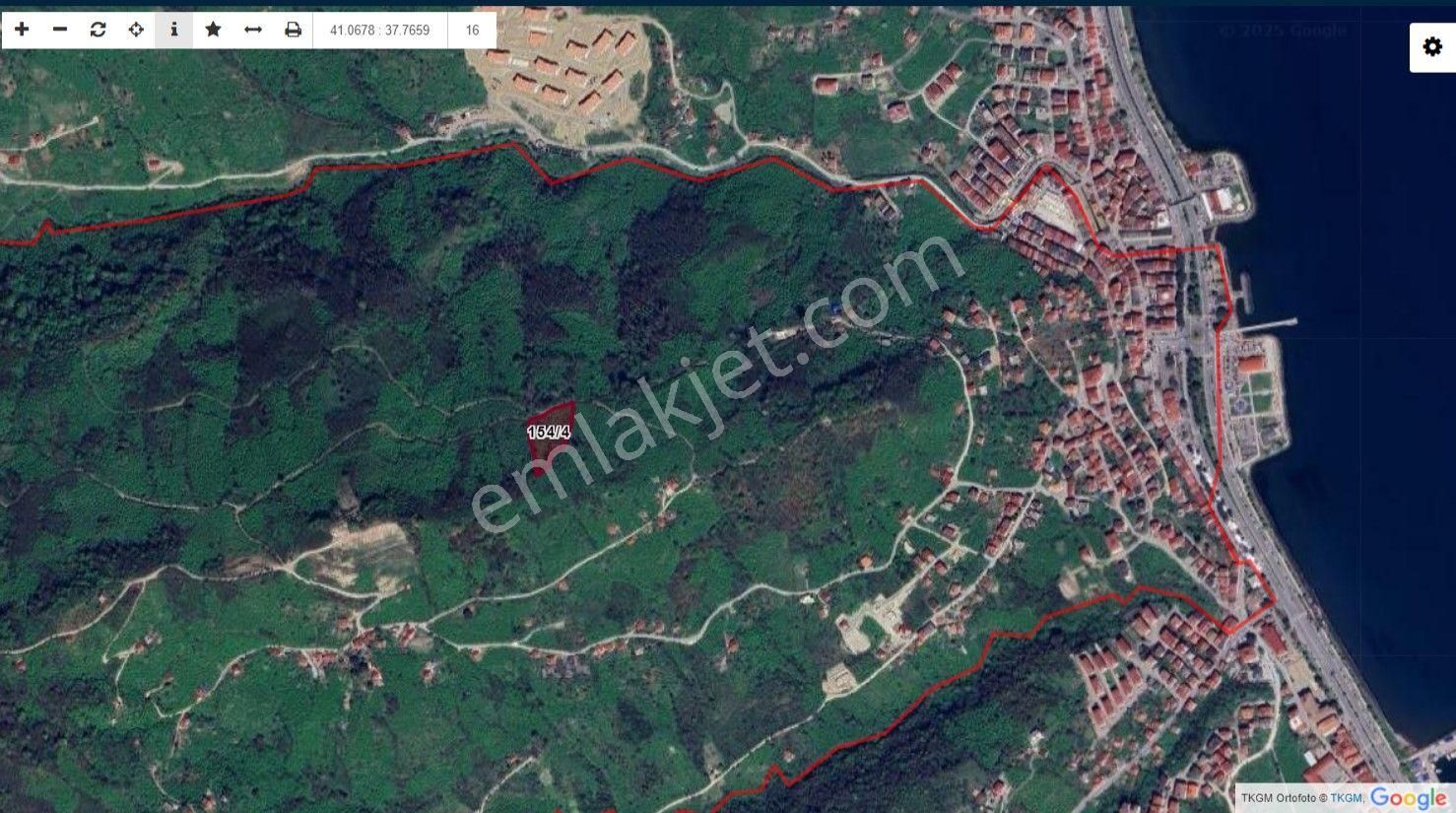 Perşembe Efirli Satılık Fındık Bahçesi