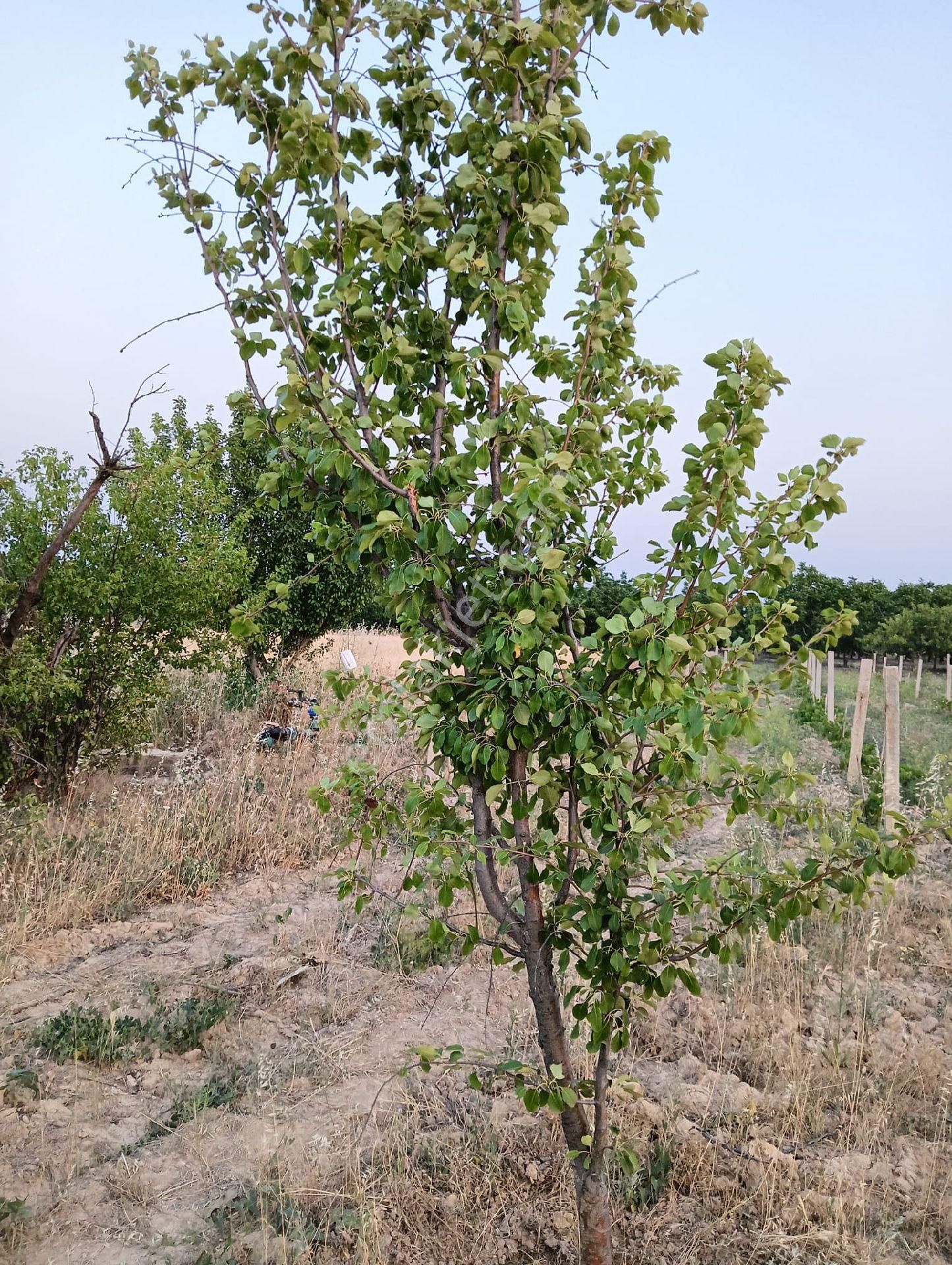 Çal Mahmutgazi Mh Ceviz Bahçesi