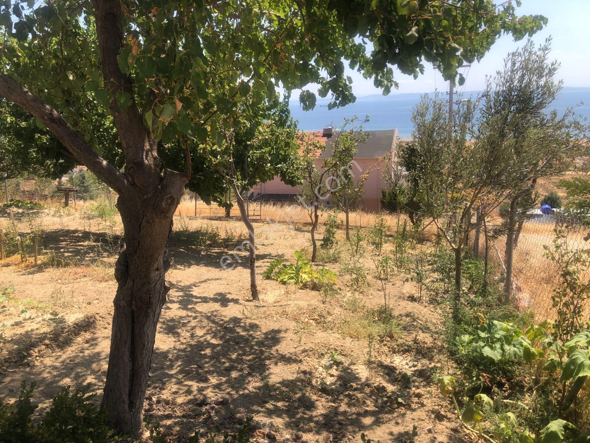 Şarköy De Işık Emlaktan İstiklal Mah De 286 M2 0/25 İmarlı Arsa - Görsel 18