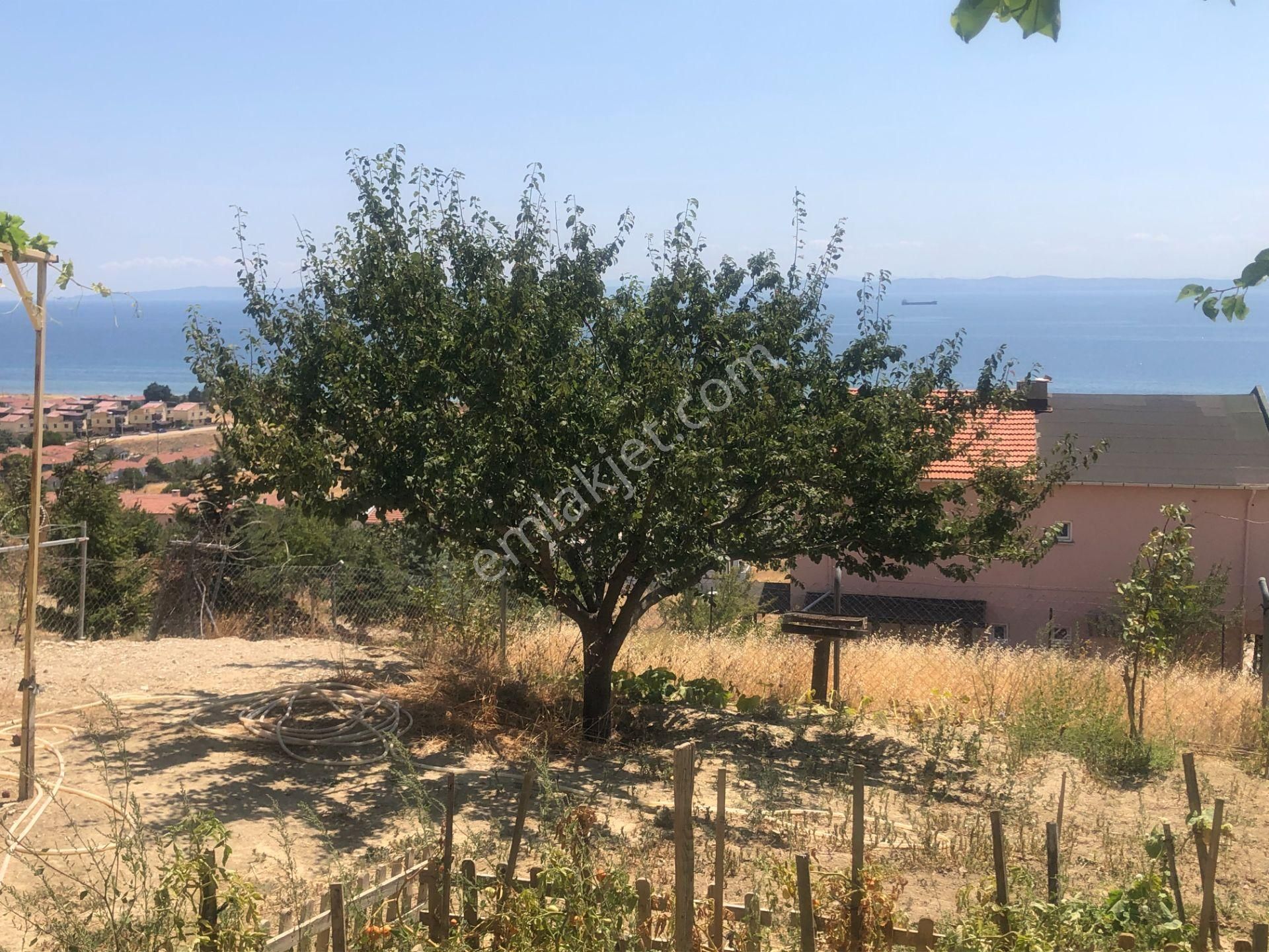 Şarköy De Işık Emlaktan İstiklal Mah De 286 M2 0/25 İmarlı Arsa - Görsel 16