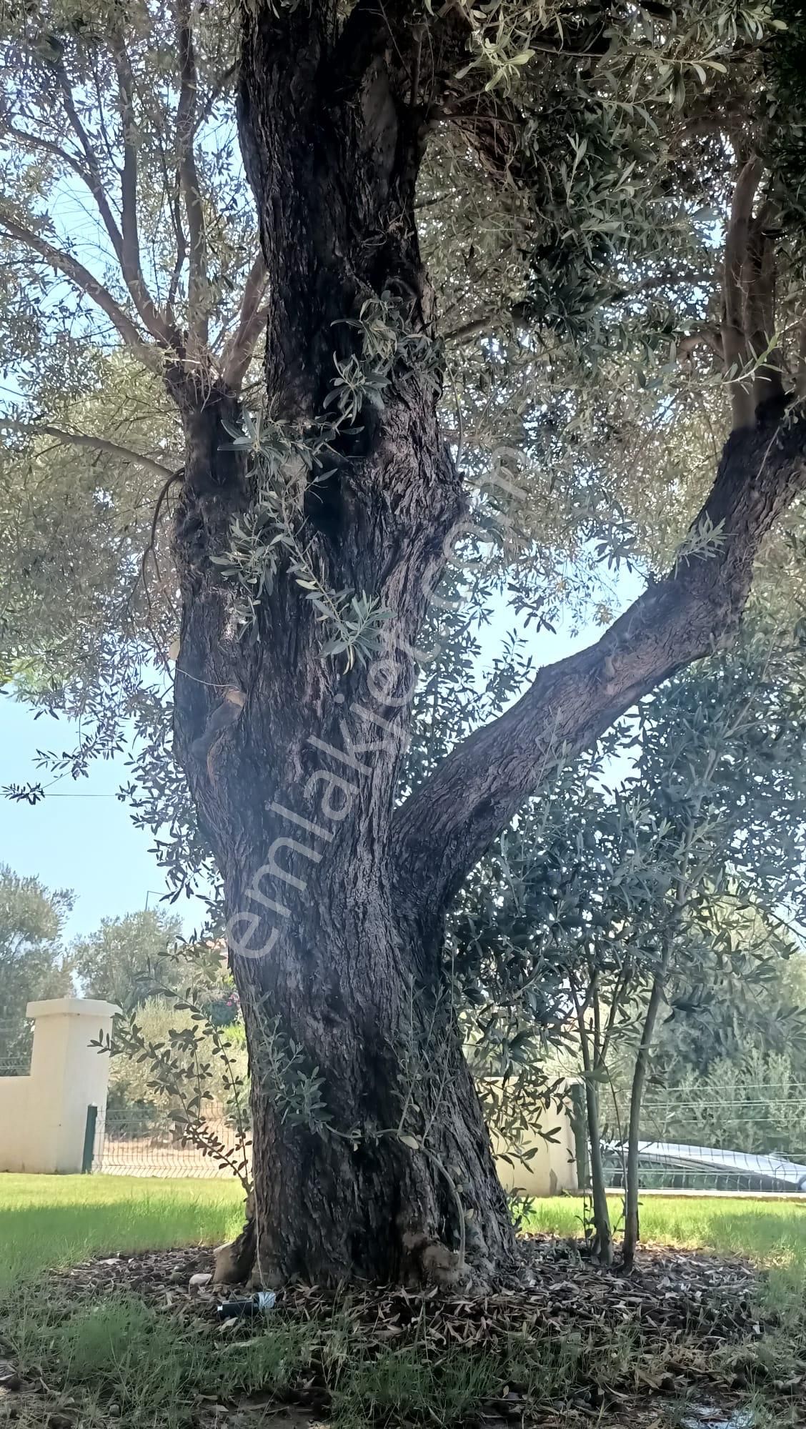 Alaçatı Gayrimenkulden Alaçatı Merkeze Yakın Satılık Villa - Görsel 5