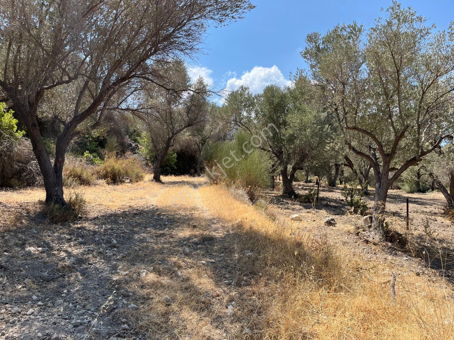 Mordoğan'da Denize 500 M Mesafede Zeytin Ağaçlı Tarla - Görsel 17