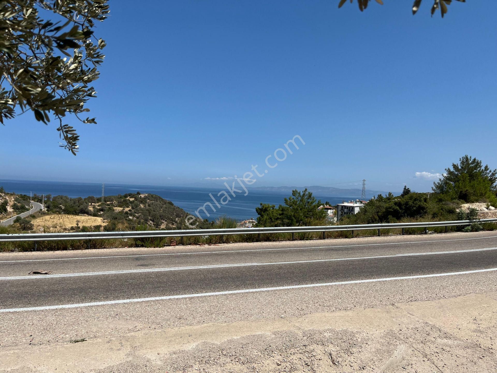 Mordoğan'da Denize 500 M Mesafede Zeytin Ağaçlı Tarla - Görsel 22