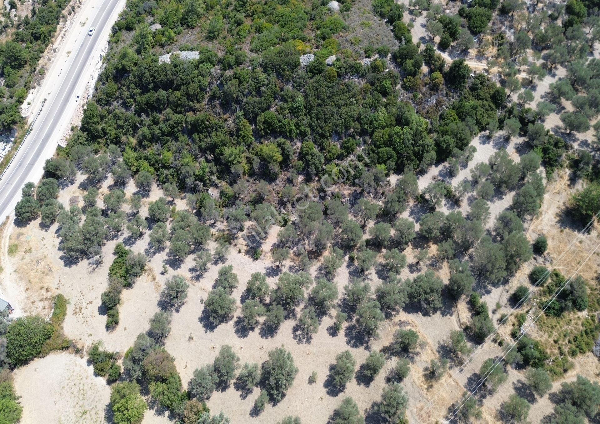 Mordoğan'da Denize 500 M Mesafede Zeytin Ağaçlı Tarla - Görsel 25