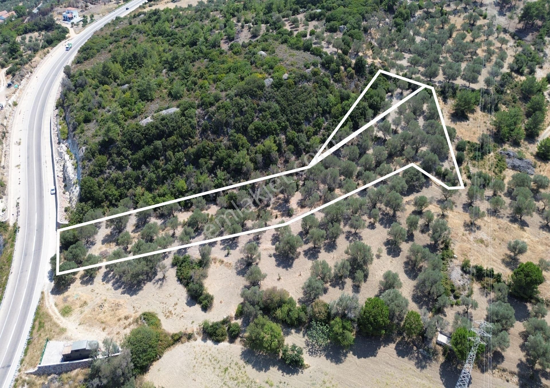 Mordoğan'da Denize 500 M Mesafede Zeytin Ağaçlı Tarla - Görsel 26