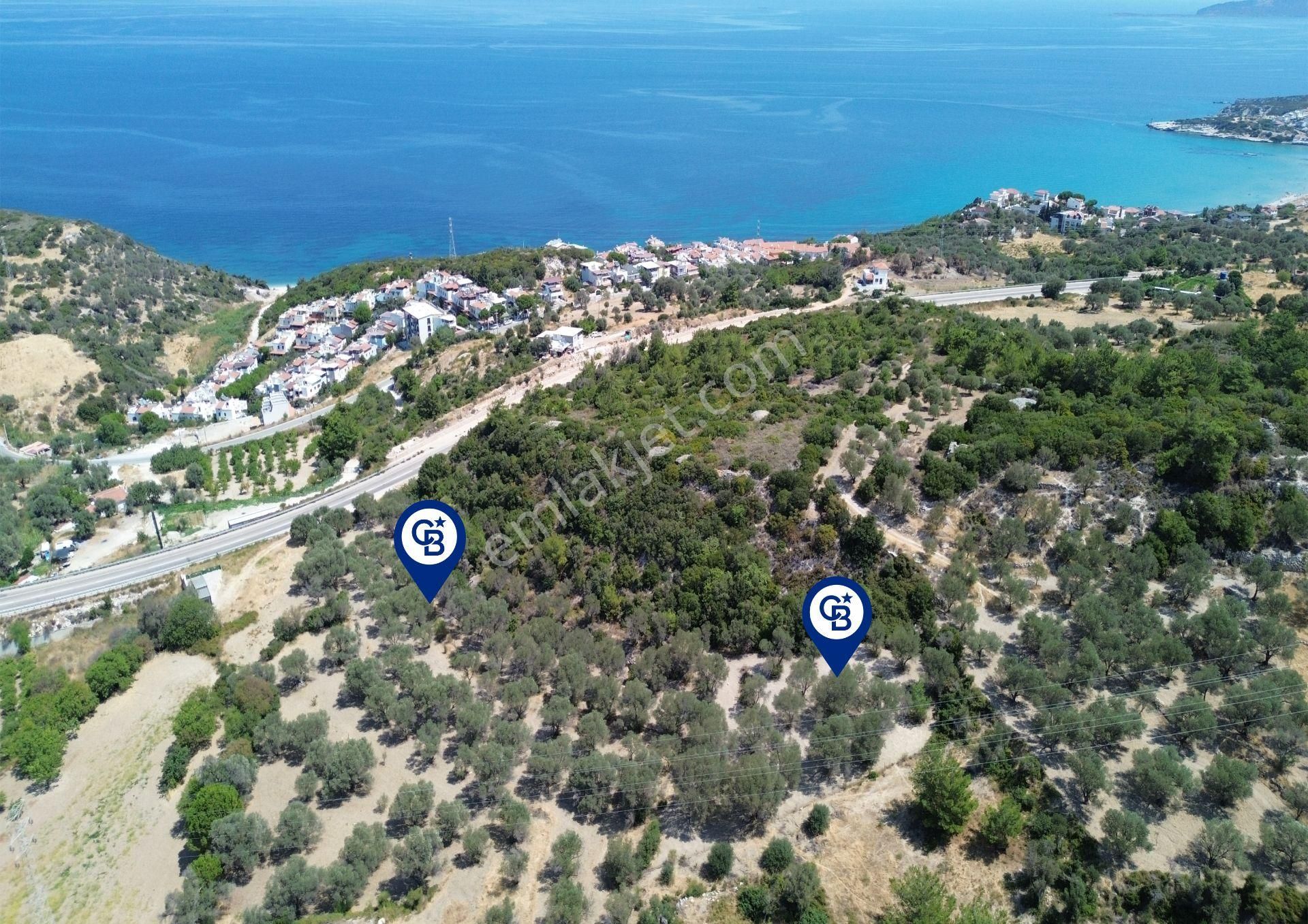 Mordoğan'da Denize 500 M Mesafede Zeytin Ağaçlı Tarla - Görsel 2