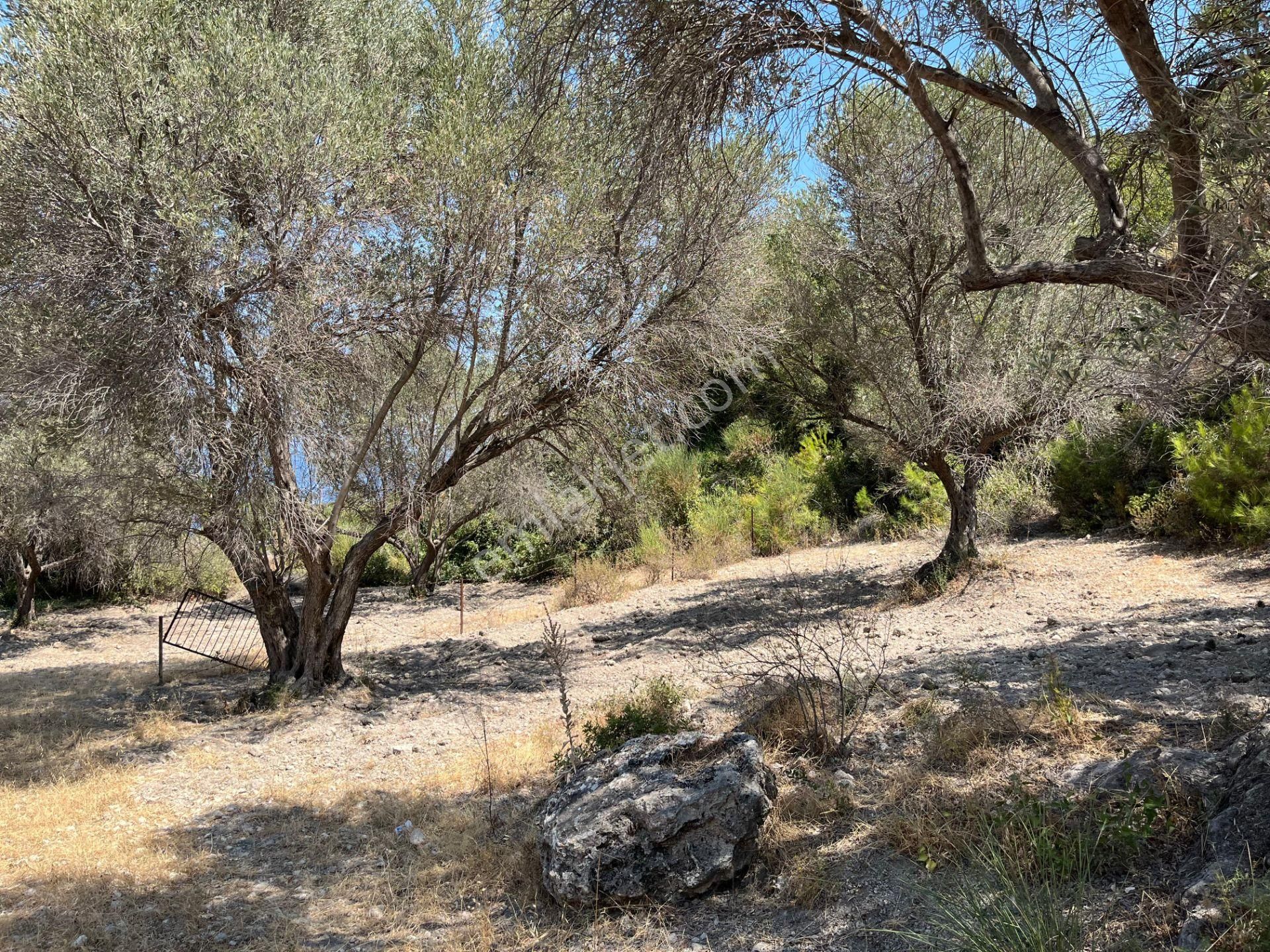 Mordoğan'da Denize 500 M Mesafede Zeytin Ağaçlı Tarla - Görsel 15