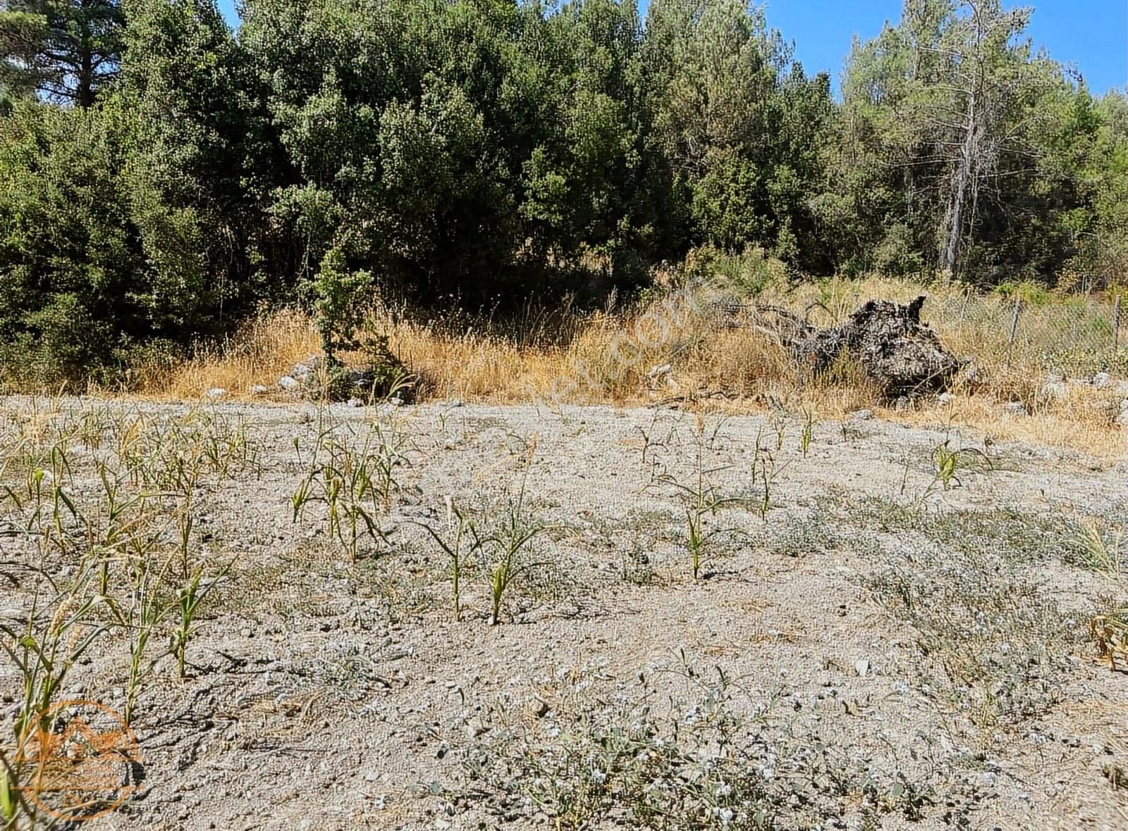 Muğla Ula Gölcük Mahalle'sinde Satılık Yatırımlık Tarla - Görsel 6