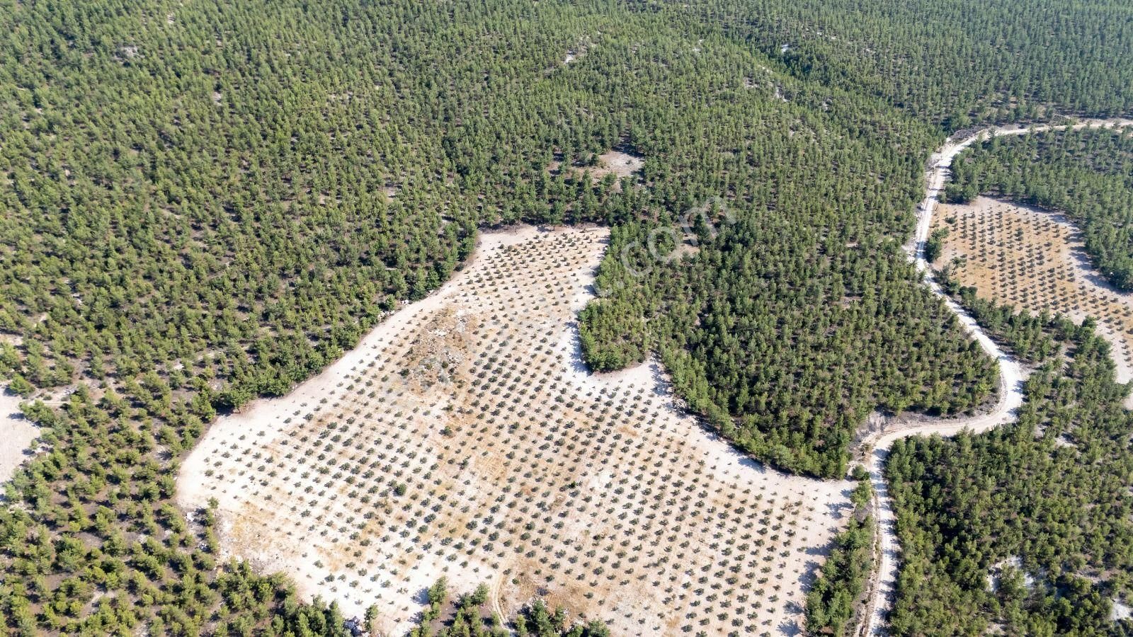 Karacasu Karacaören Mahallesinde Satılık Zeytinlik