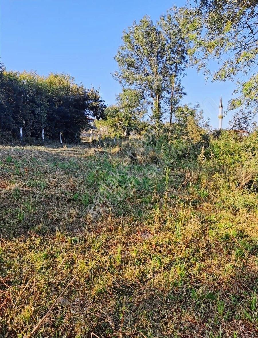 Kandıra Araman'da 2210 M2 %40 İmara Sınır Ceviz Bahçesi - Görsel 3