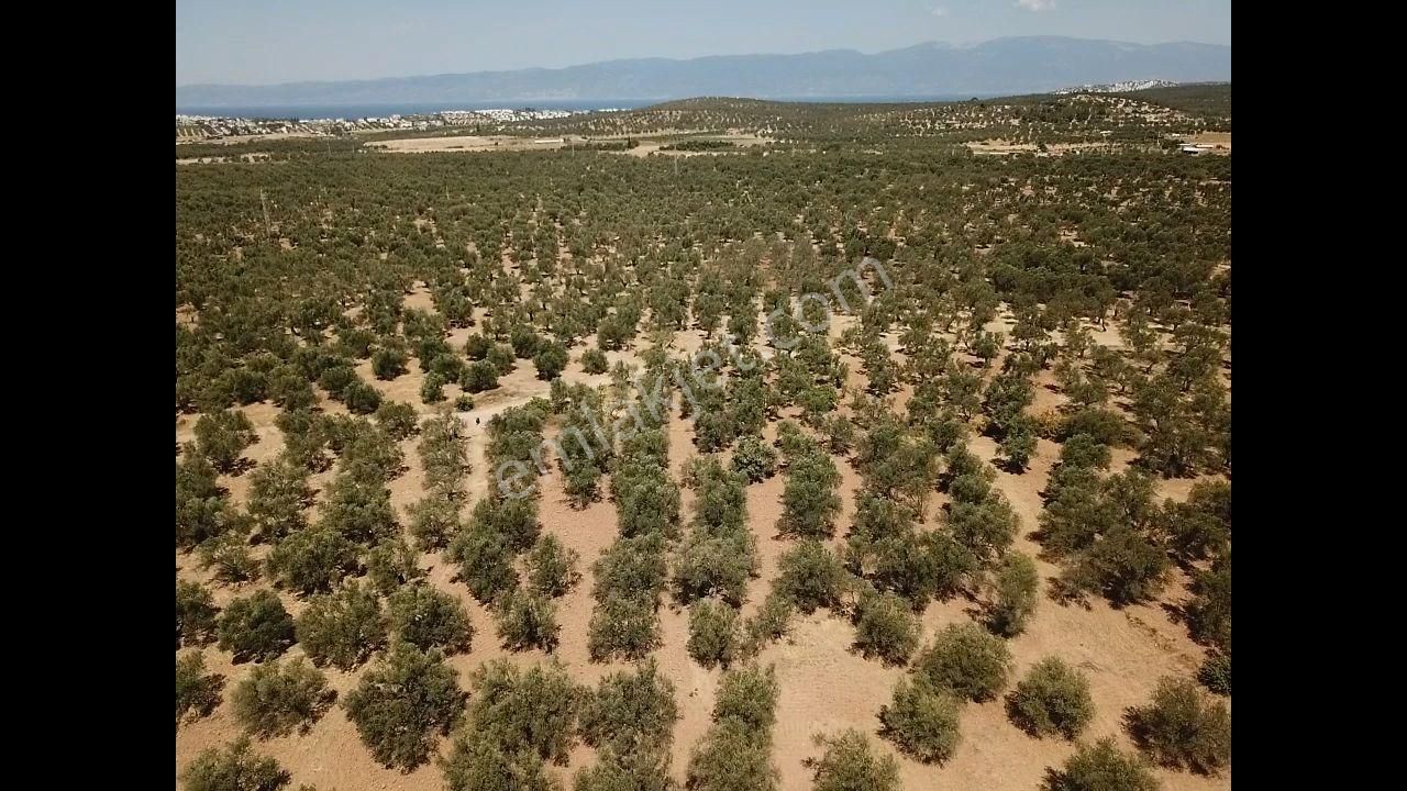 Ali Türk Gayrimenkulden Karaağaç Mahallesinde Satılık Zeytinlik - Görsel 2