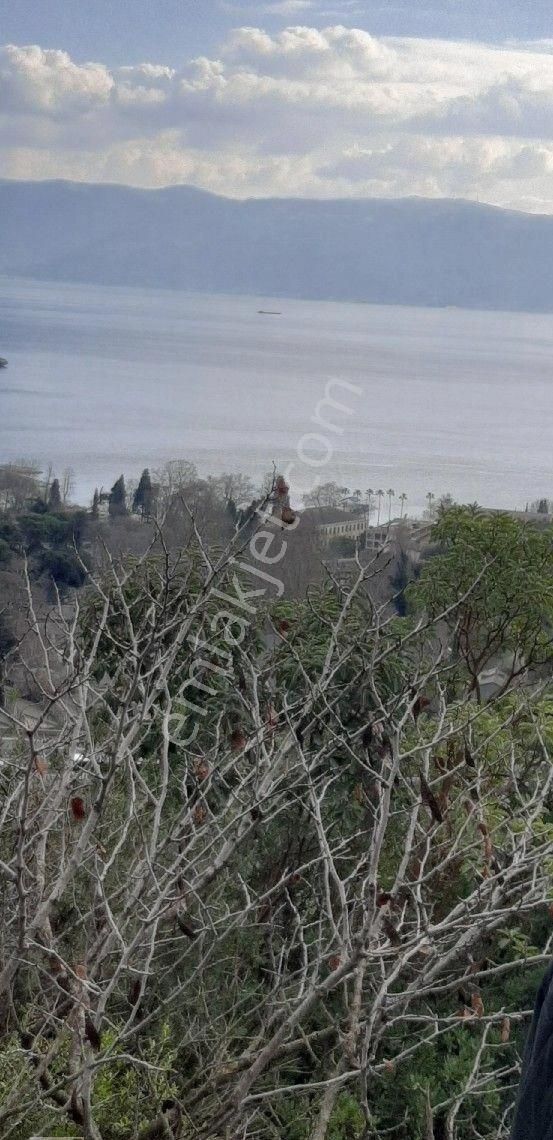 Hereke Hacı Akif De Satılık Zeytinlik