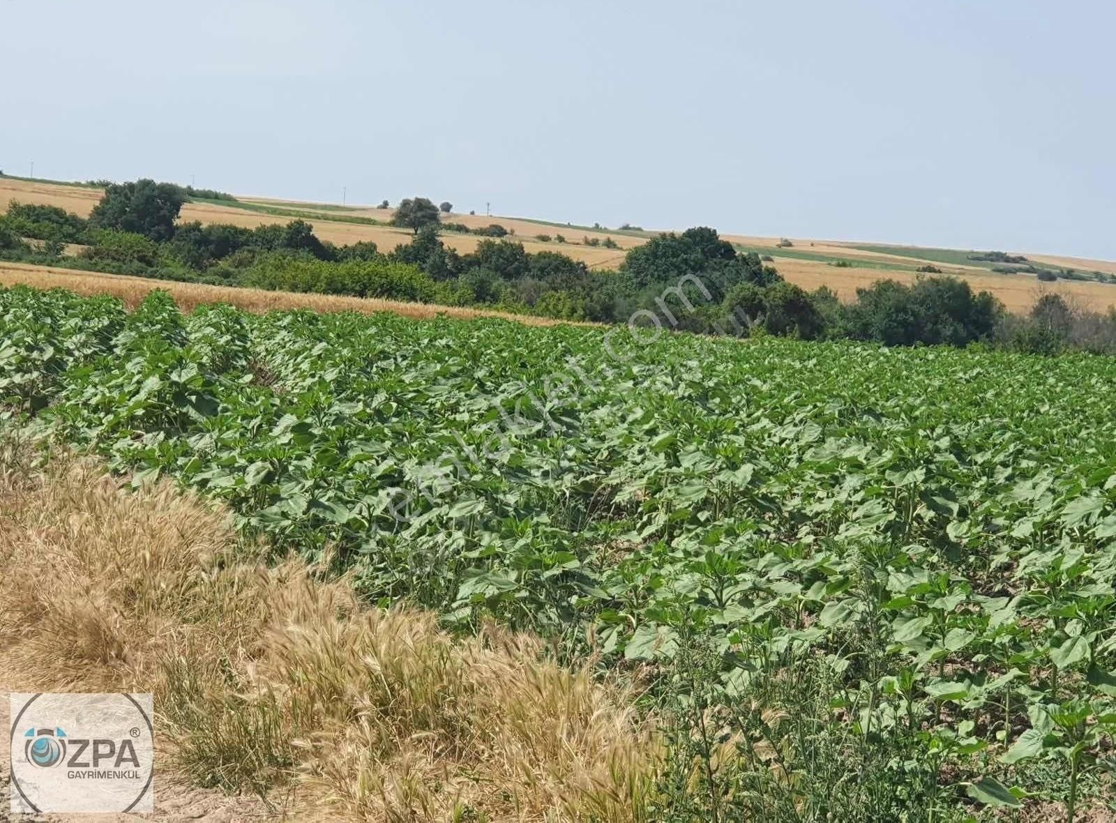 Özpa Gayrimenkul'den Yeşilova Köyü 5,600 M² Satılık Tarla