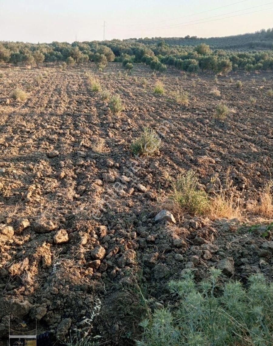 Kaya Emlak'tan Acill Satılık 5800m2 Zeytinlik Manisa Kırkağaç Alacalar Mevkiinde - Görsel 16