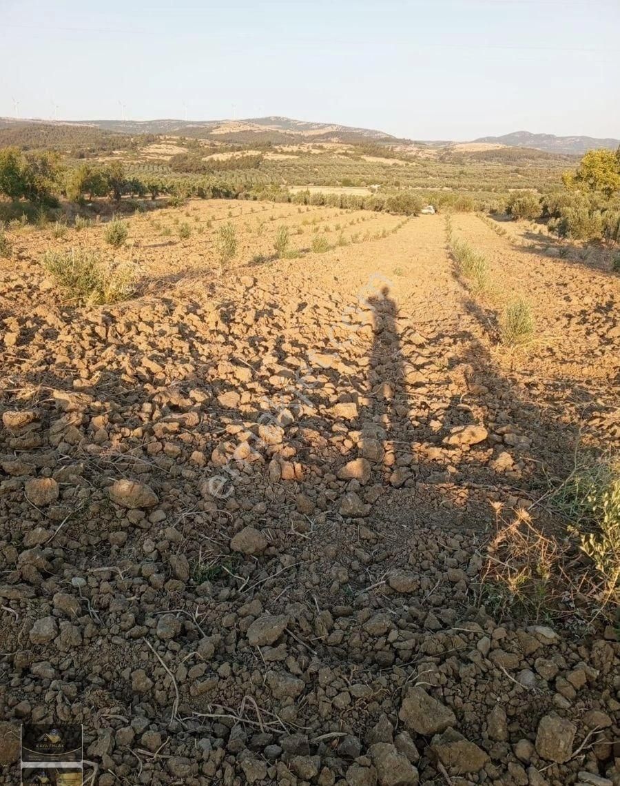 Kaya Emlak'tan Acill Satılık 5800m2 Zeytinlik Manisa Kırkağaç Alacalar Mevkiinde - Görsel 7