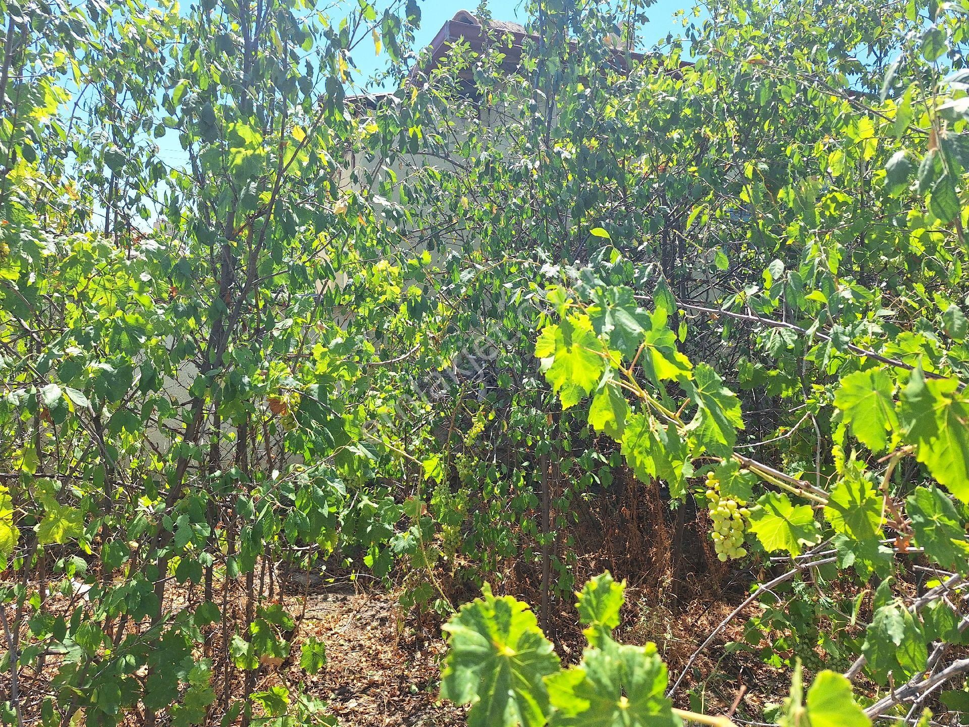 Dagli Emlaktan Konya Tuzlukcuilcesinde - Görsel 6