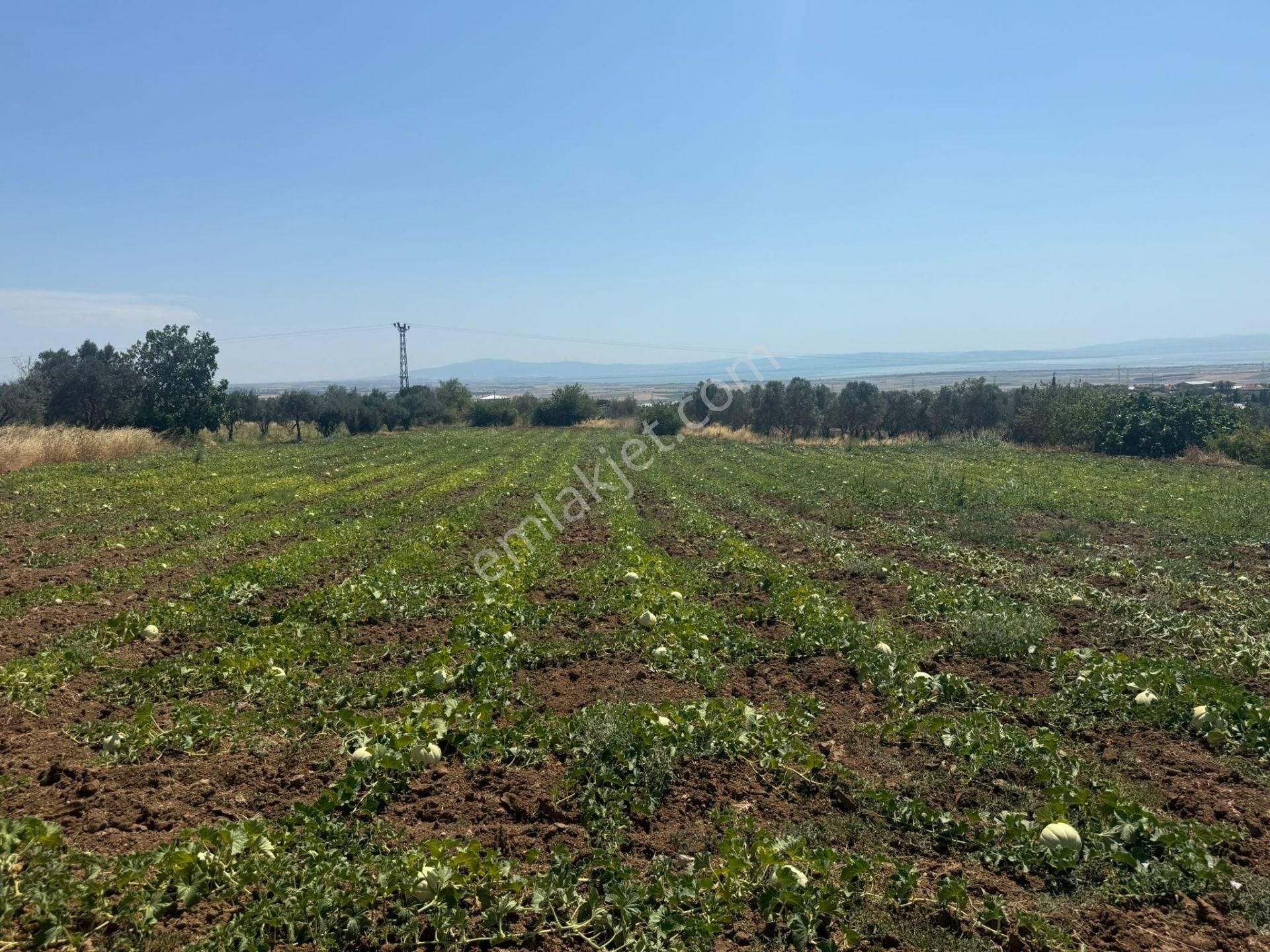 Remax Area'dan Manyas Gölü Manzaralı 779,23 M² Büyüklüğünde Satılık Bağ! - Görsel 10