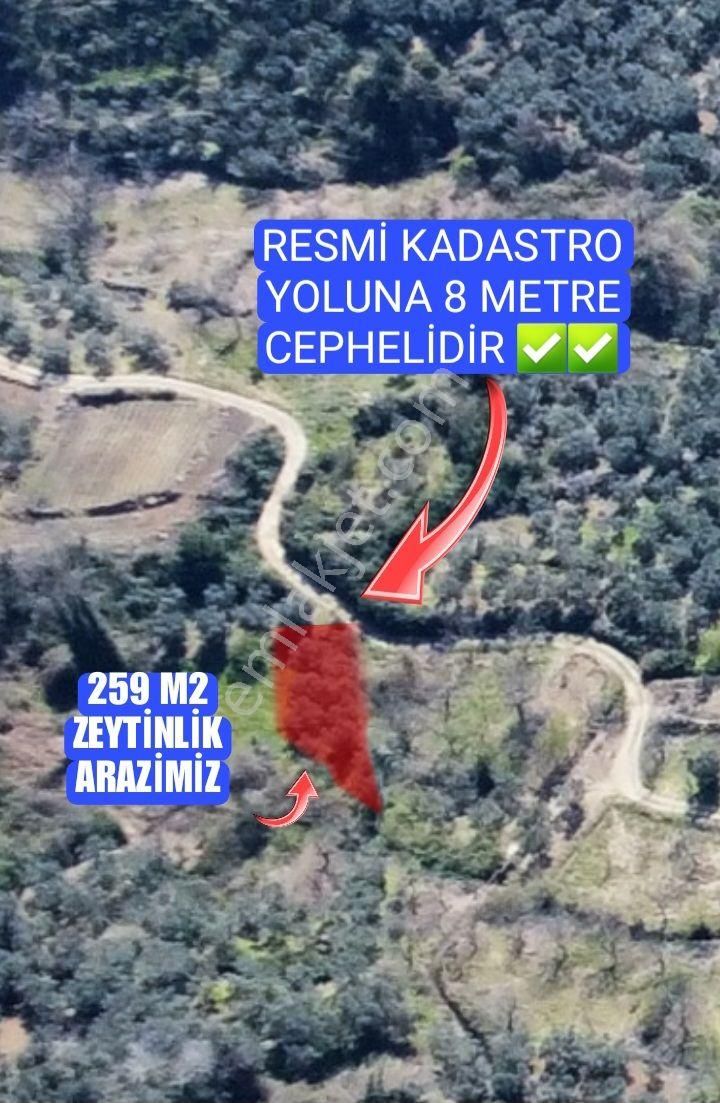 Resmi Yola Cephe! Erdek Ballıpınar'da 259 M2 Zeytinlik - Görsel 5