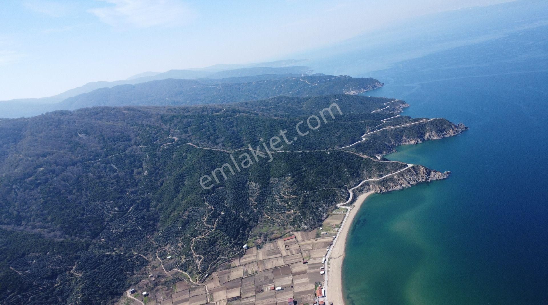 Resmi Yola Cephe! Erdek Ballıpınar'da 259 M2 Zeytinlik - Görsel 26