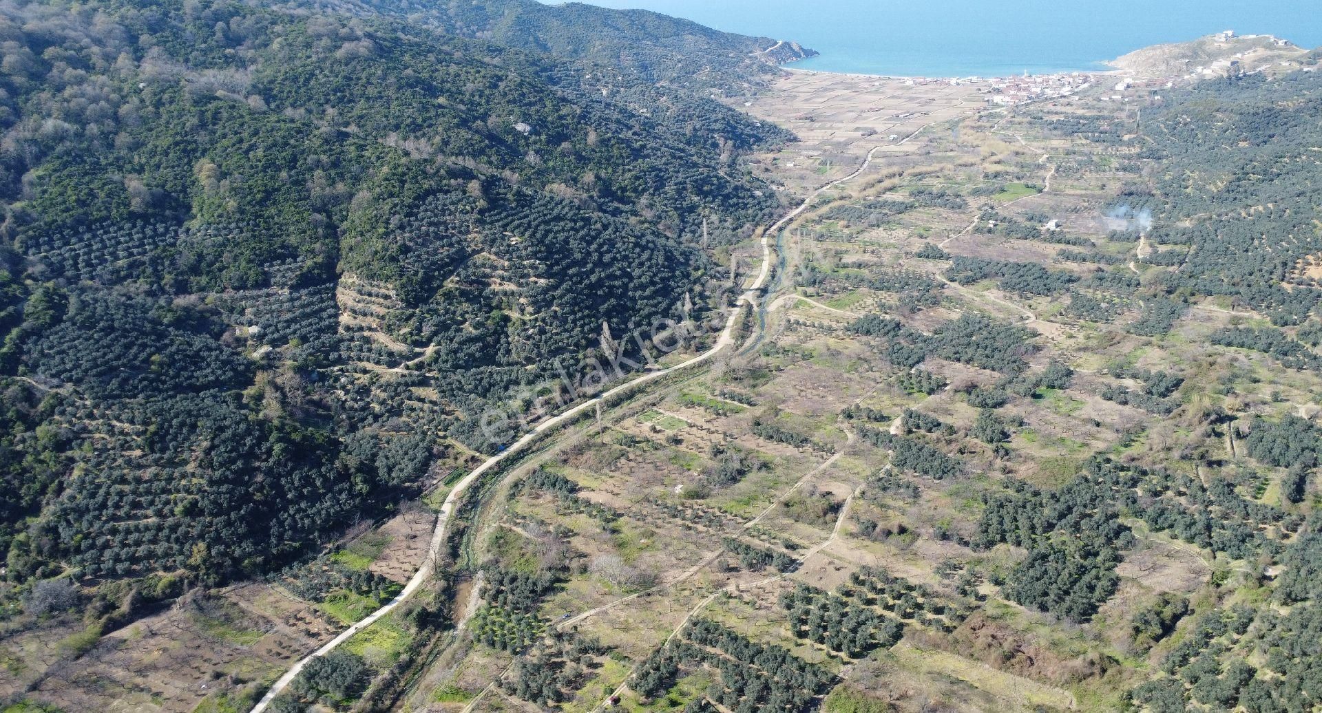 Resmi Yola Cephe! Erdek Ballıpınar'da 259 M2 Zeytinlik - Görsel 19