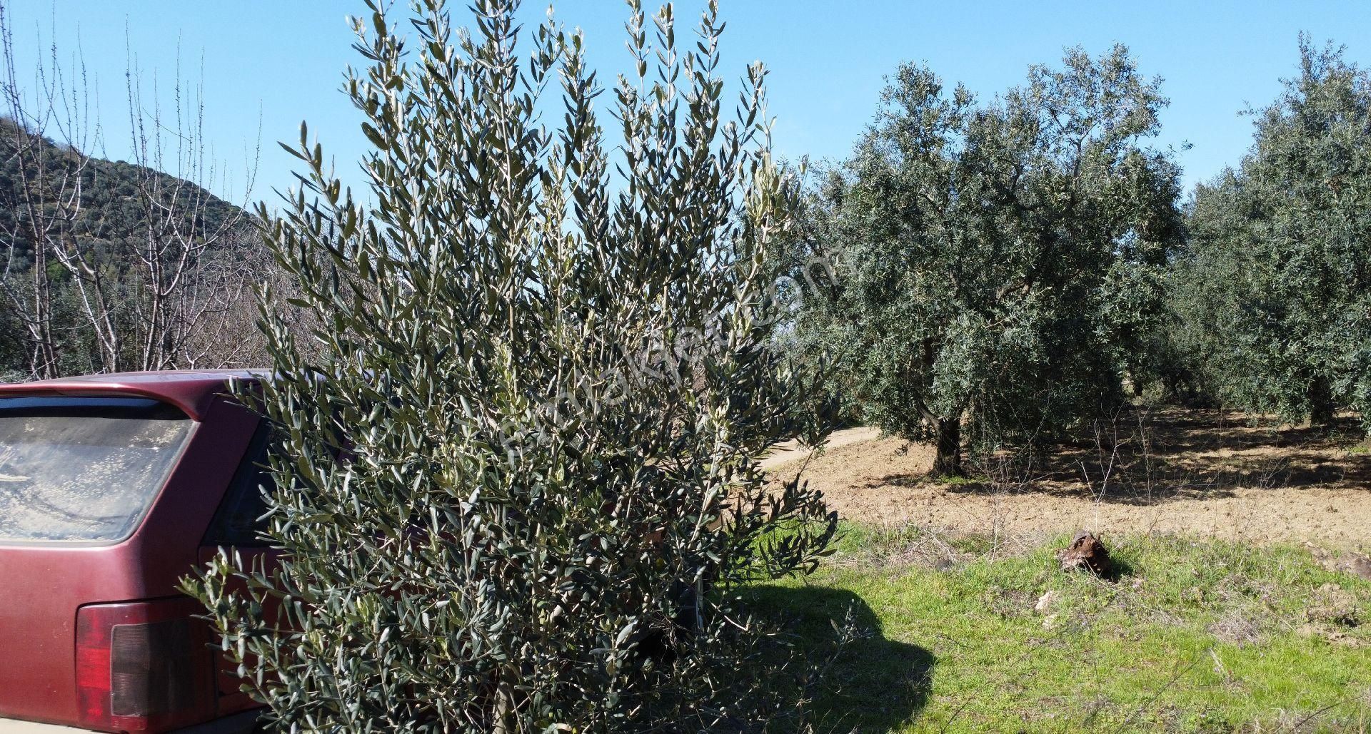 Resmi Yola Cephe! Erdek Ballıpınar'da 259 M2 Zeytinlik - Görsel 15