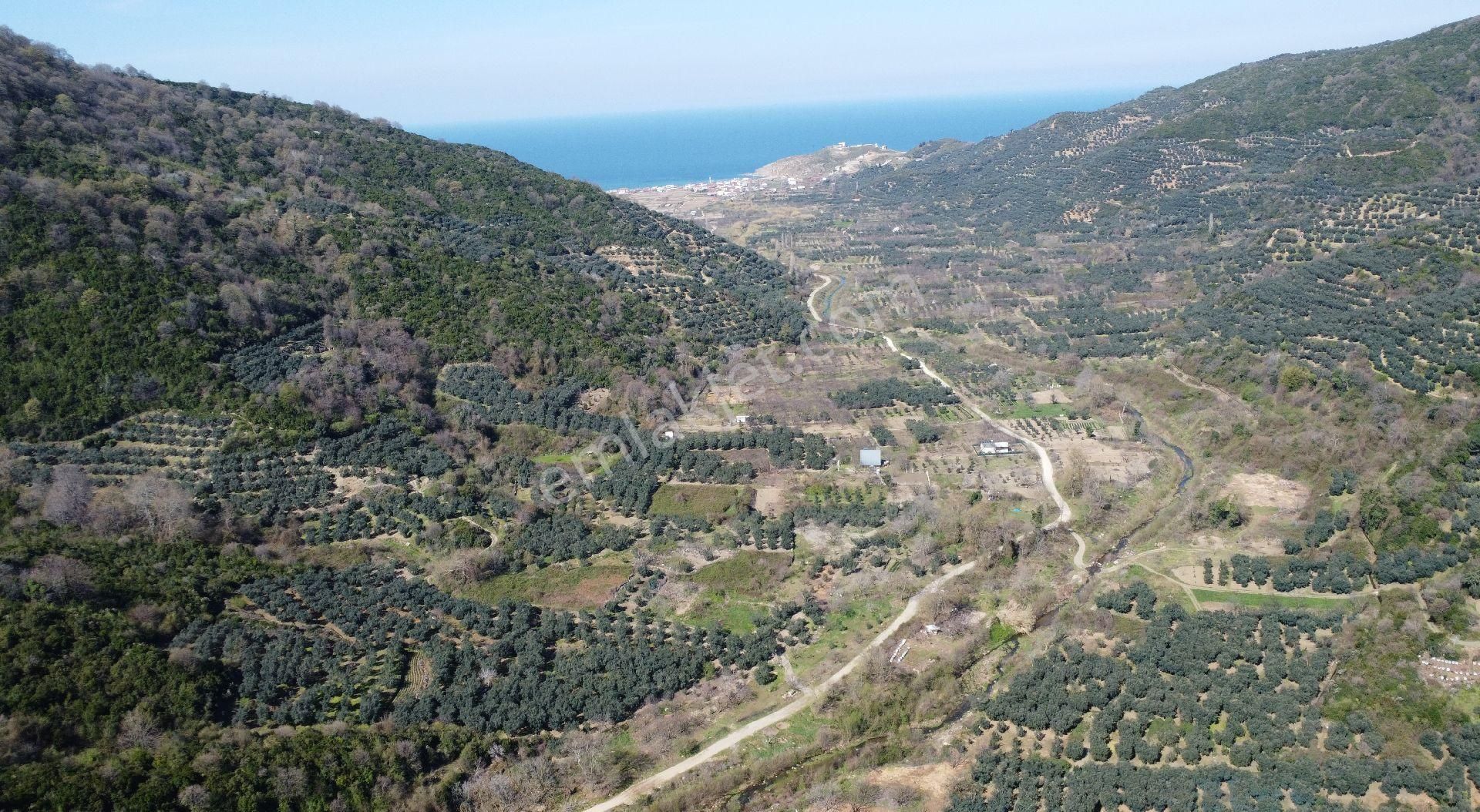 Resmi Yola Cephe! Erdek Ballıpınar'da 259 M2 Zeytinlik - Görsel 31